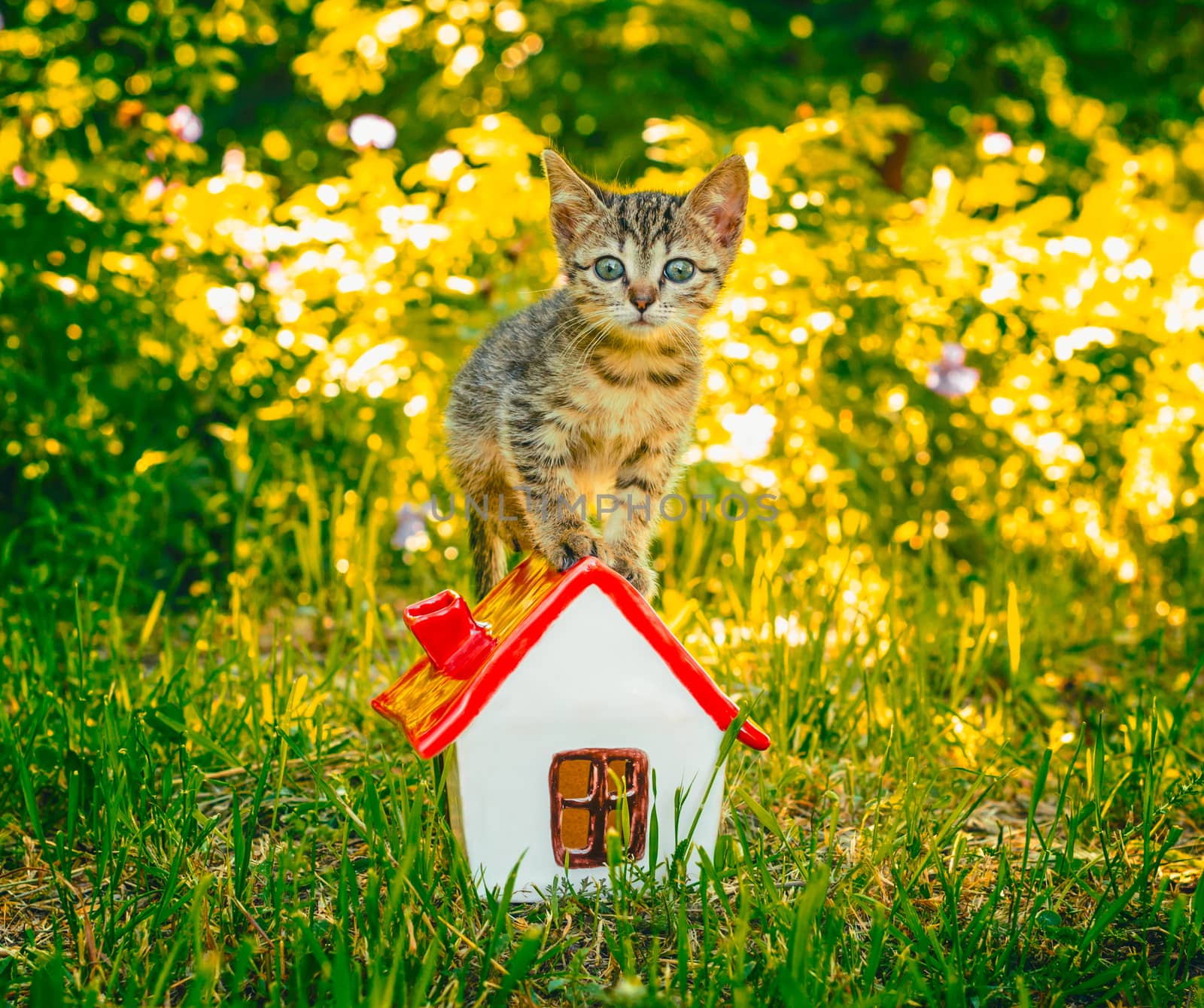 tabby kitten in the green grass standing on to the toy house with red roof