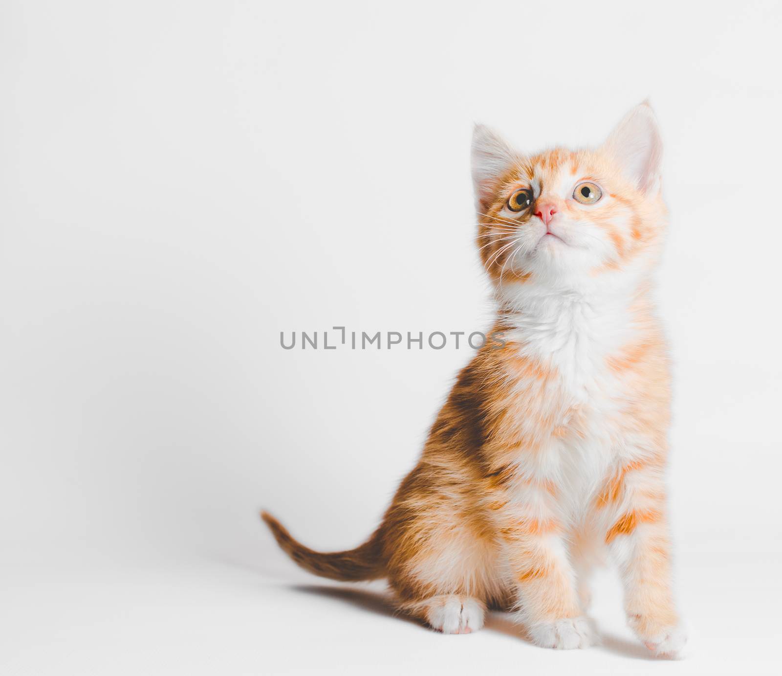 ginger red tabby kitten sits and looks up on a light background