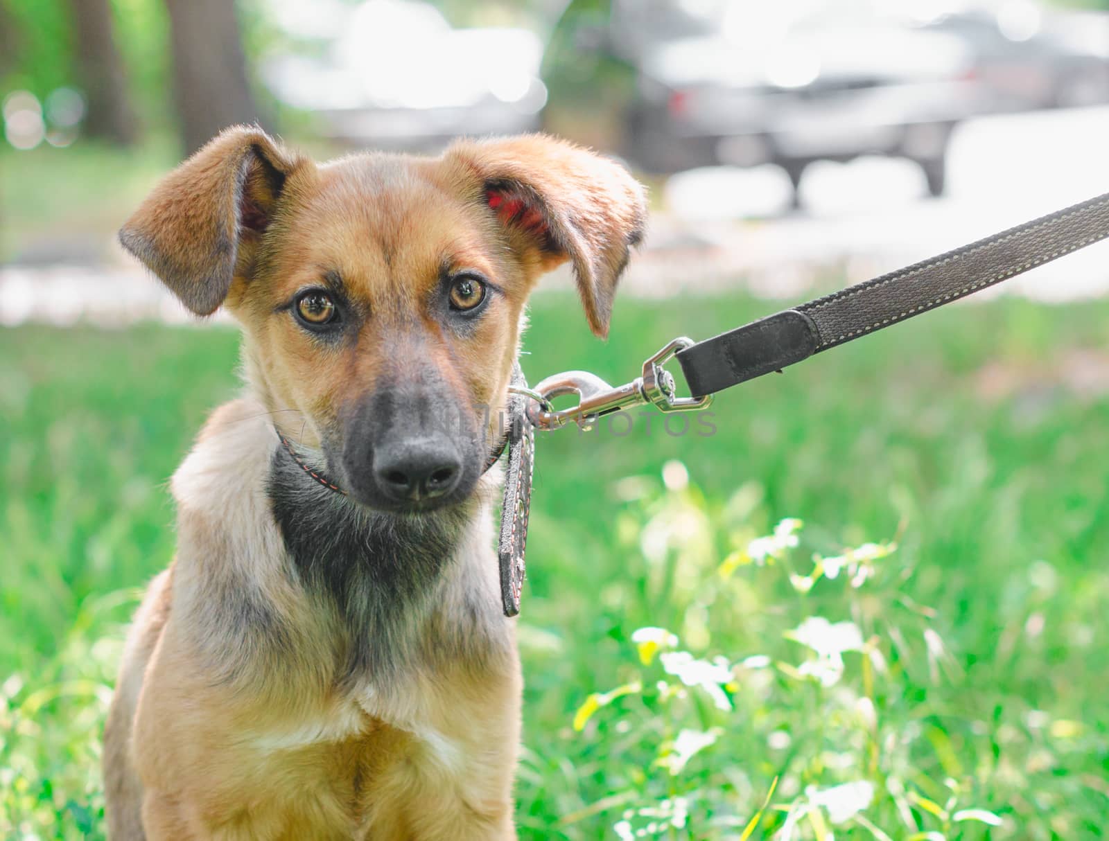 Outbred puppy in a collar on a leash walks on the street in the summer at sunny day