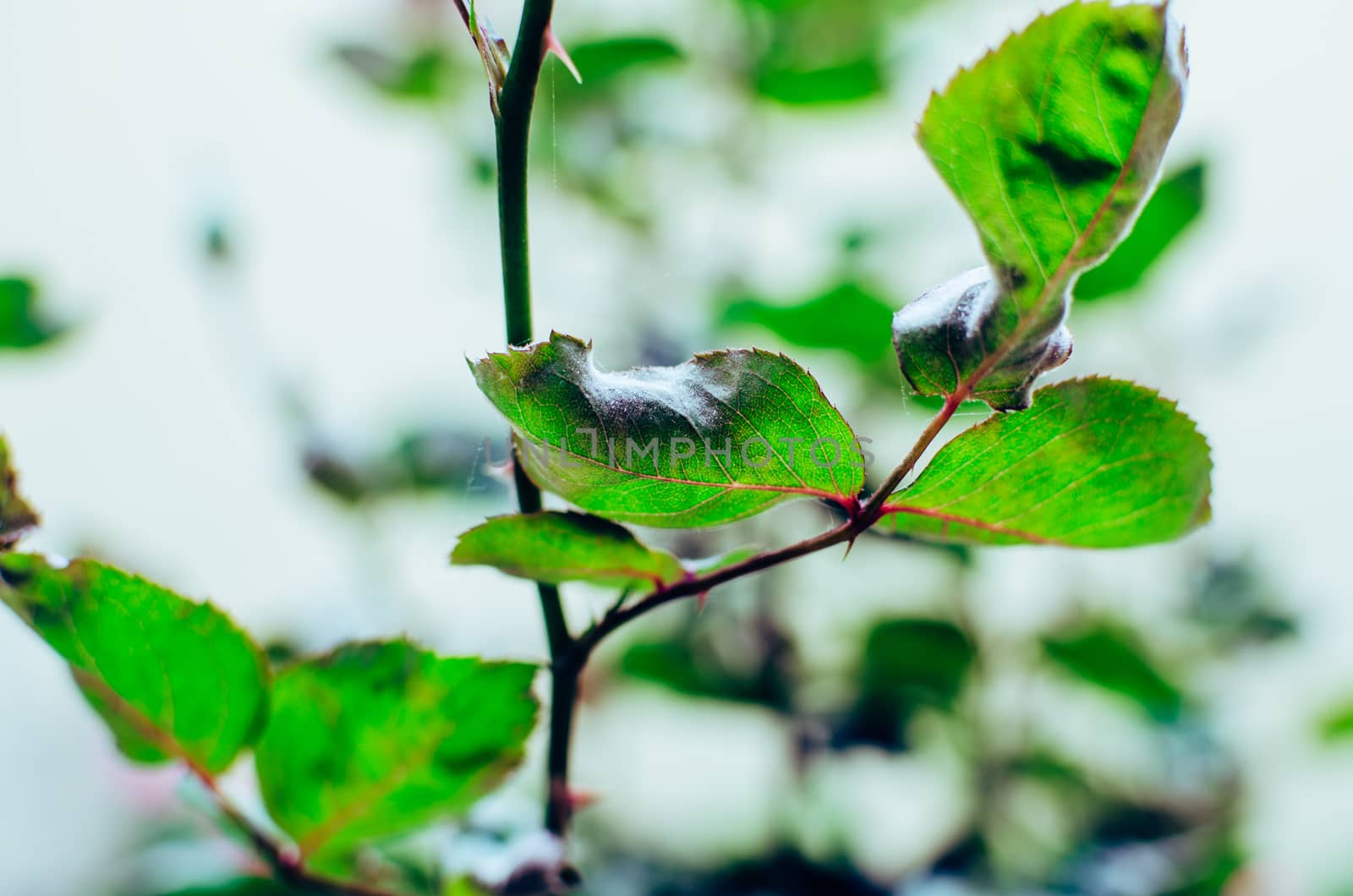 Stem and leaves of a red rose