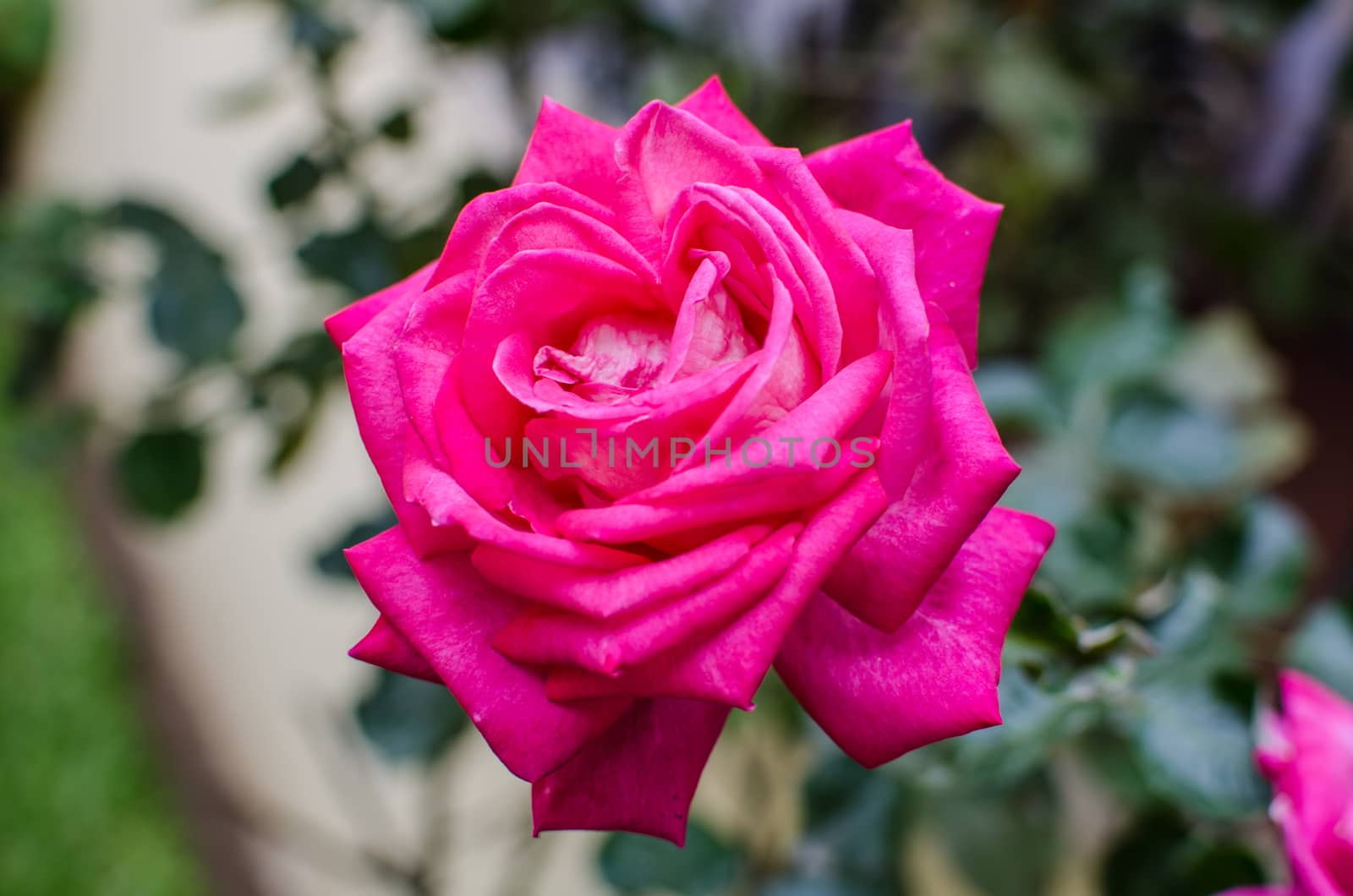 A red rose blooming in the garden