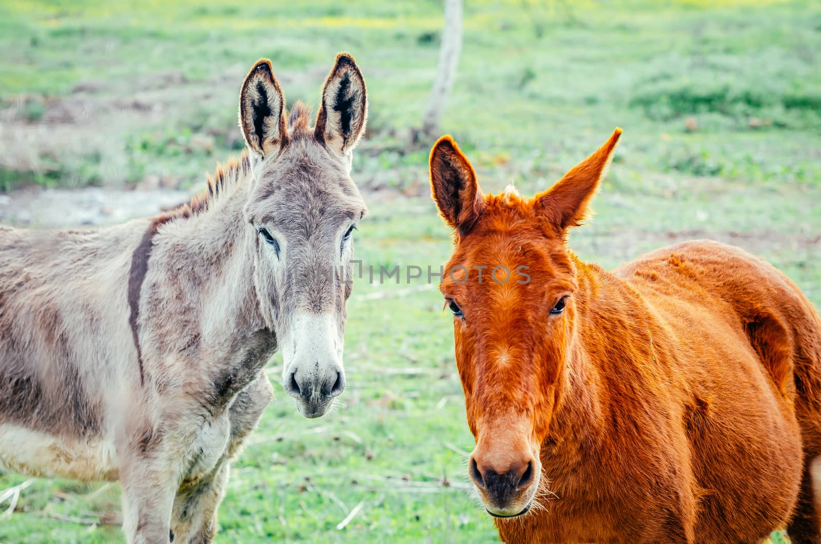 mule and donkey in grassland, Extreamadura