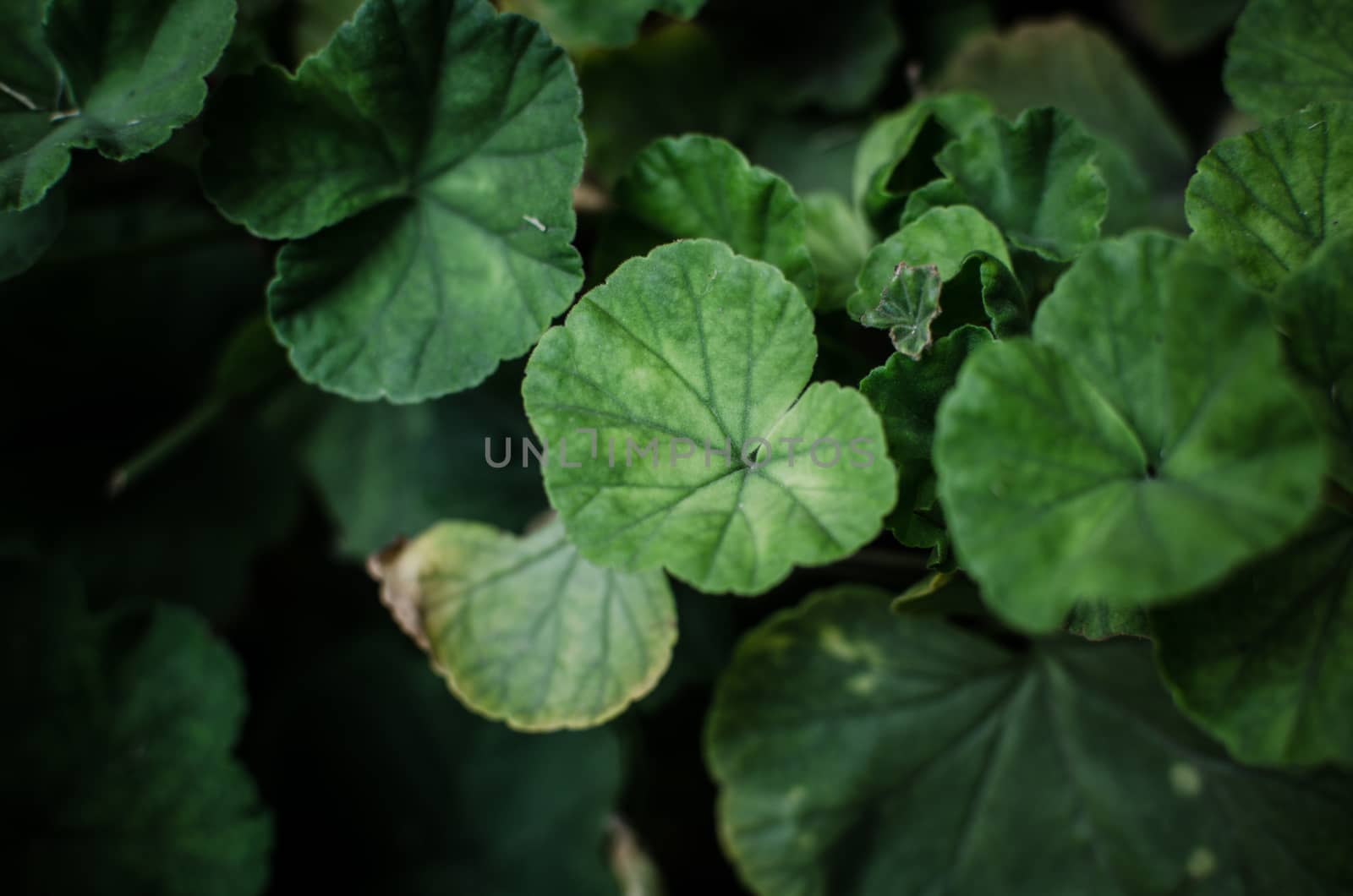 Stems and leaves of a geranium