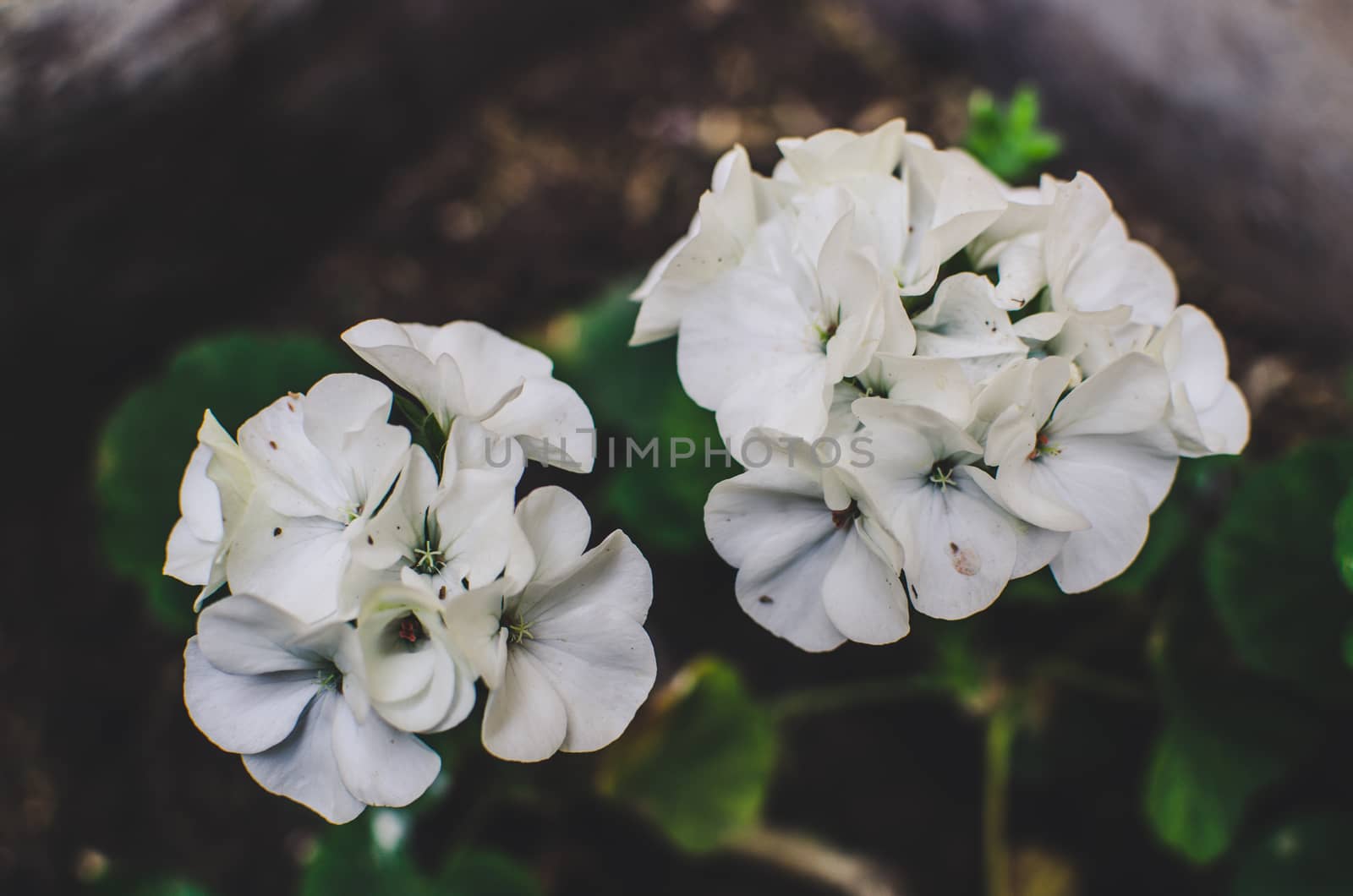 Leafy white geranium flower