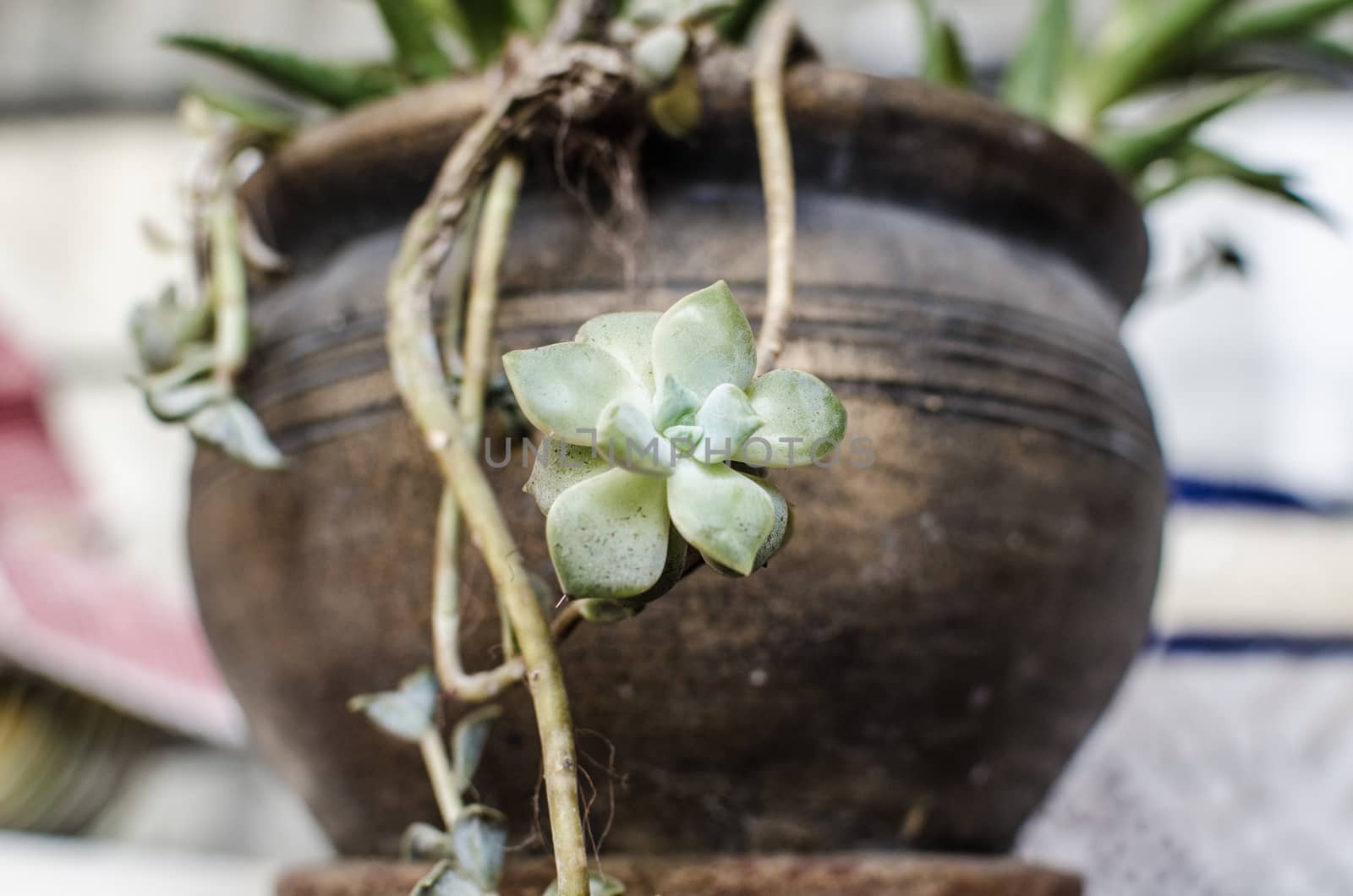 Flower pot with a flower and roots