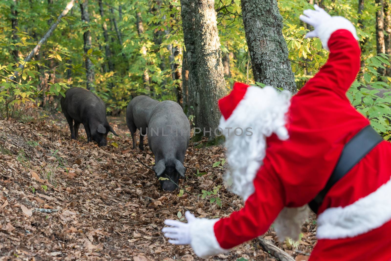 Santa Claus blurred looking pigs