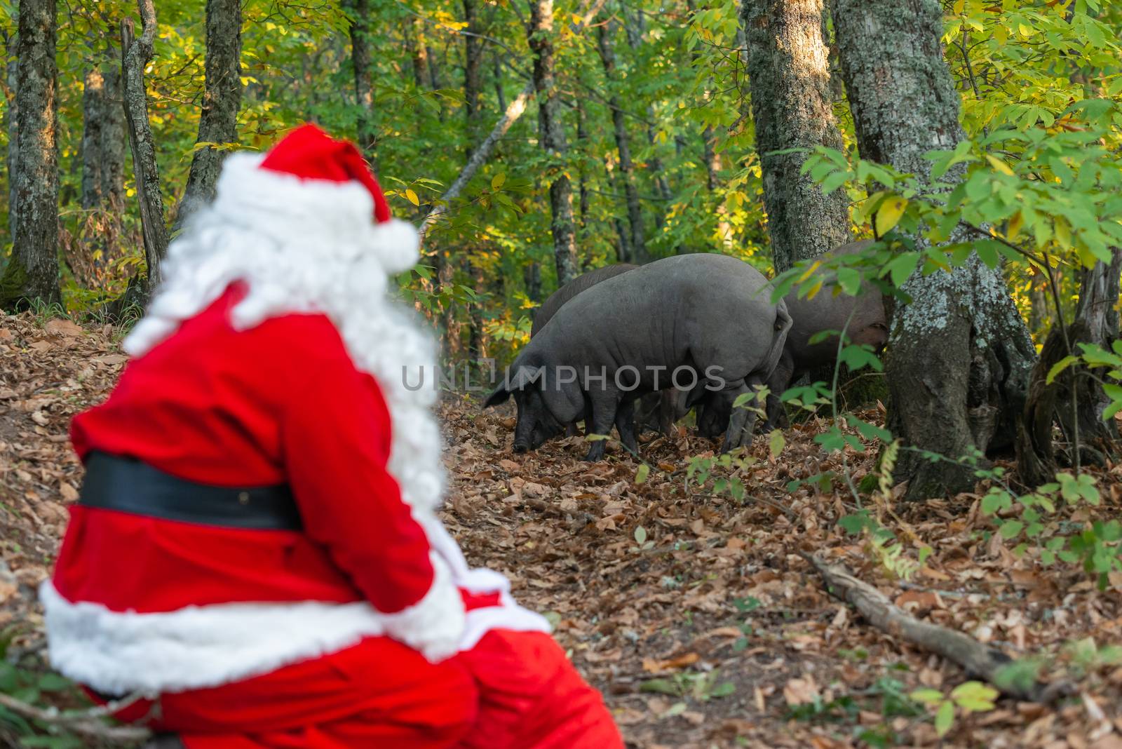Santa Claus blurred looking pigs by Fotoeventis