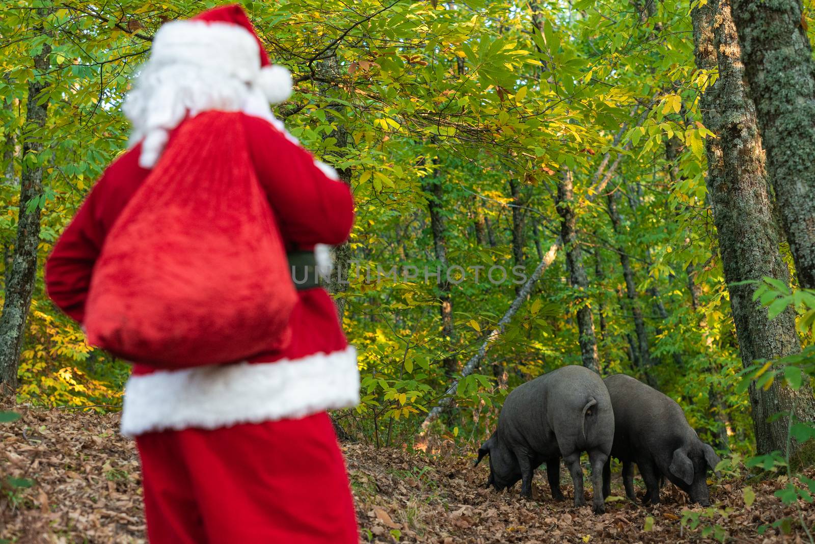 Santa Claus blurred looking pigs