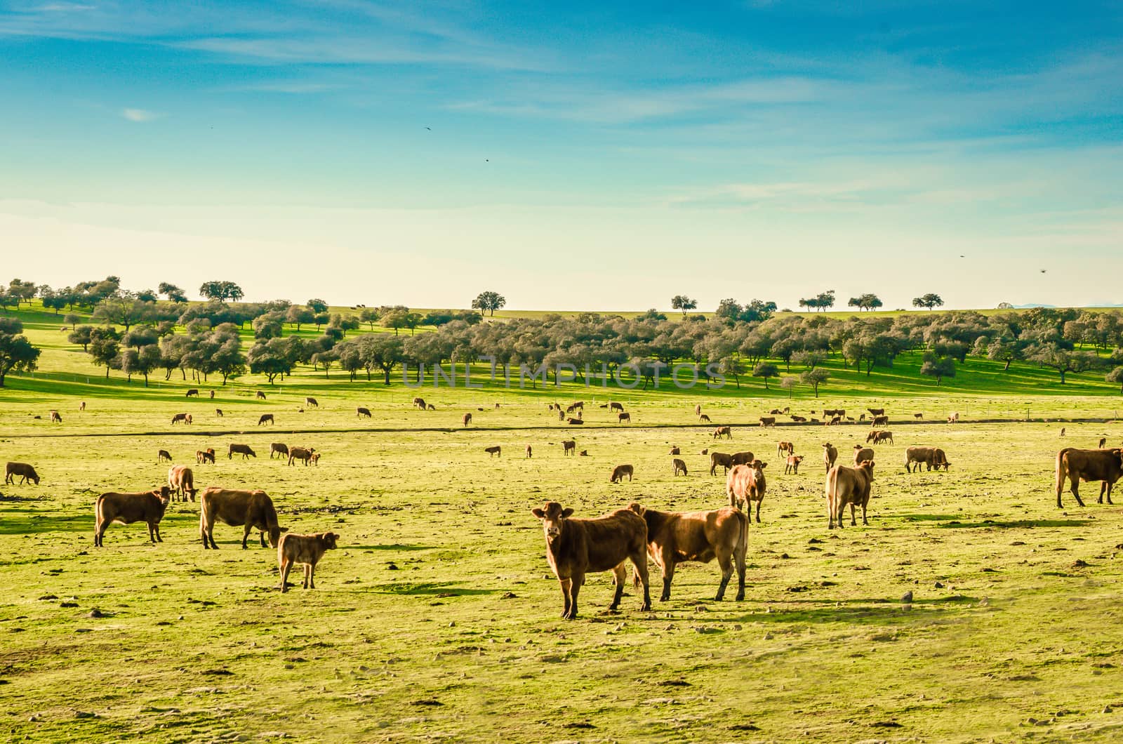 Animal farm on Extremadura, spain. Herd of grazing cows by Fotoeventis
