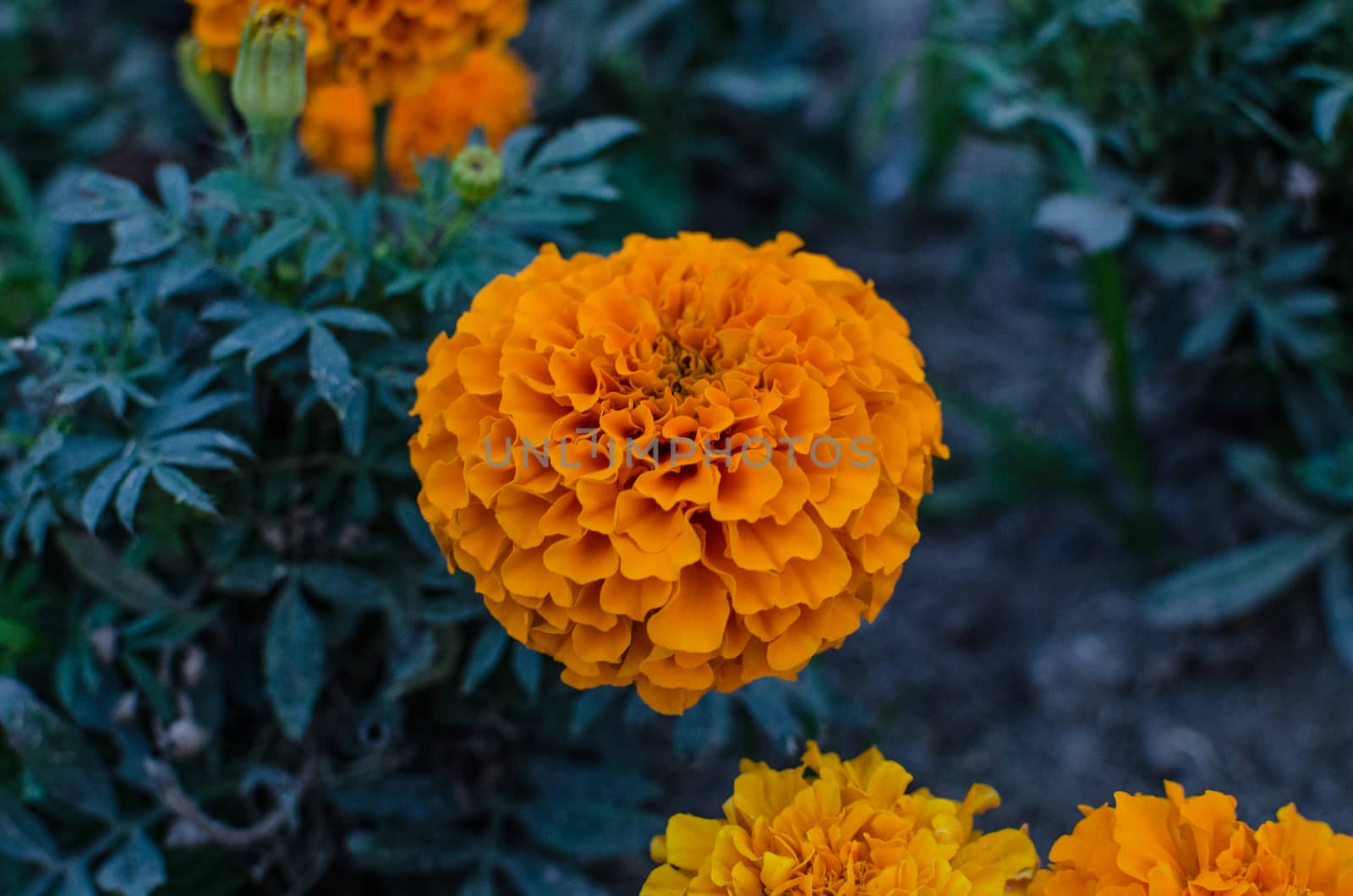 Tagetes or cempas chil is a genus of annual or perennial herbaceous plants in the daisy family Asteraceae . They are native to Mexico and distributed throughout the Americas.