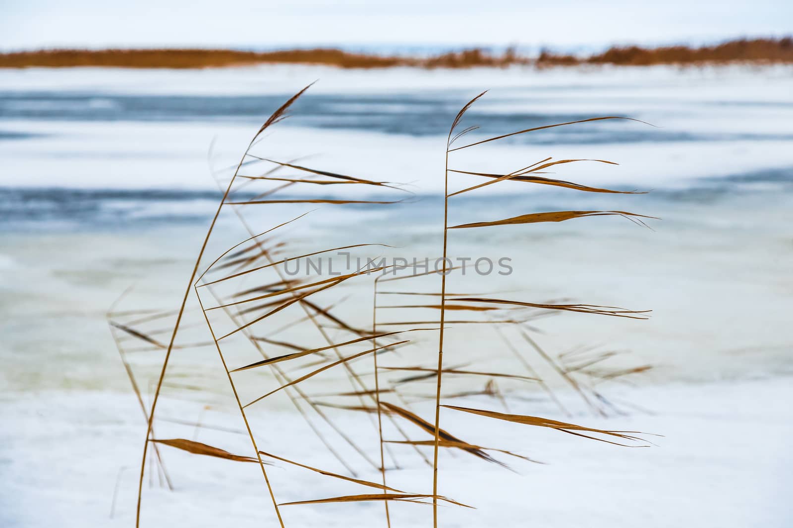 Snow fell on the dry yellow grass by the river. Beautiful winter landscape. Bank of the river after the first snowfall. Dry grass in the snow near the pond.