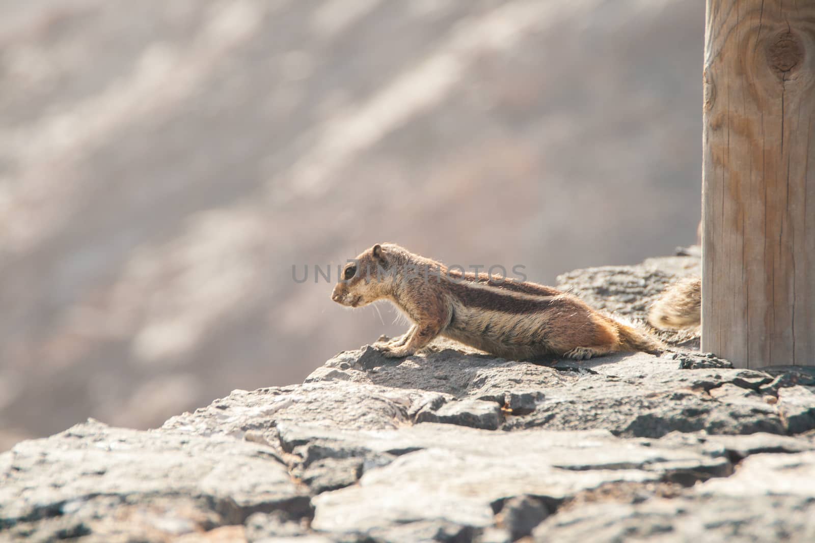 Squirrel watching on a rock. Atlantoxerus getulus