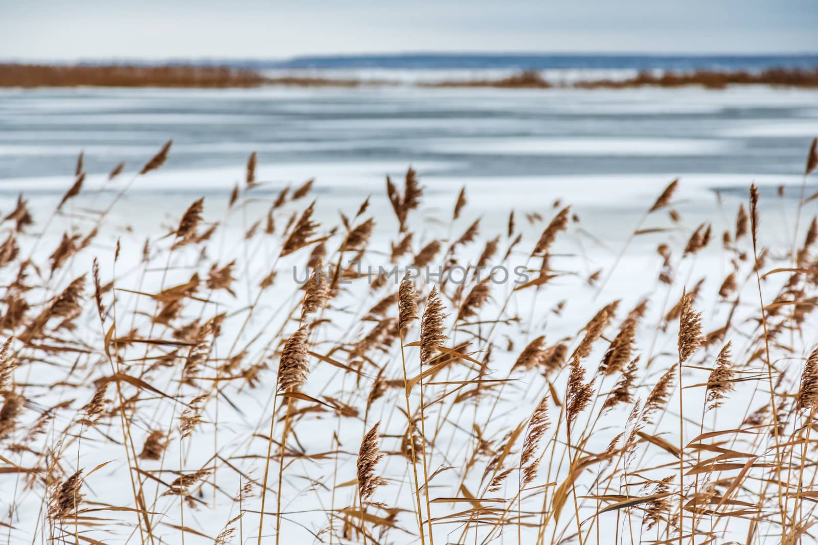 Snow fell on the dry yellow grass by the river. Beautiful winter landscape. Bank of the river after the first snowfall. Dry grass in the snow near the pond.