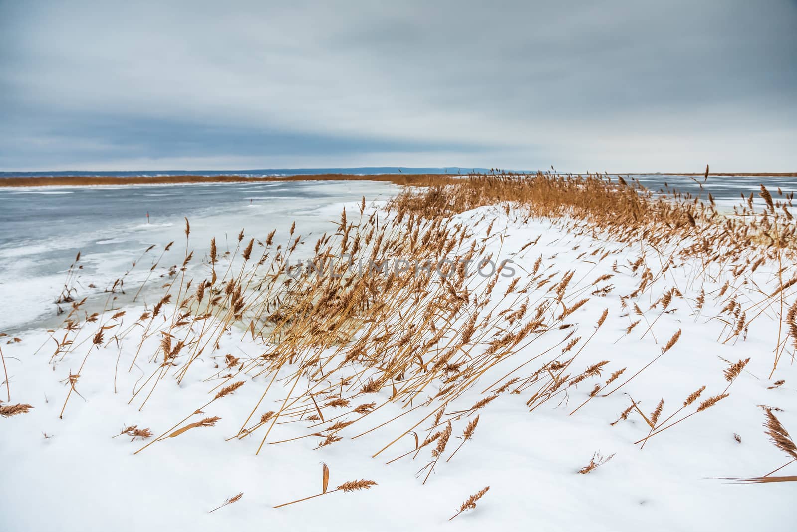 Snow fell on the dry yellow grass by the river. Beautiful winter landscape. Bank of the river after the first snowfall. Dry grass in the snow near the pond.