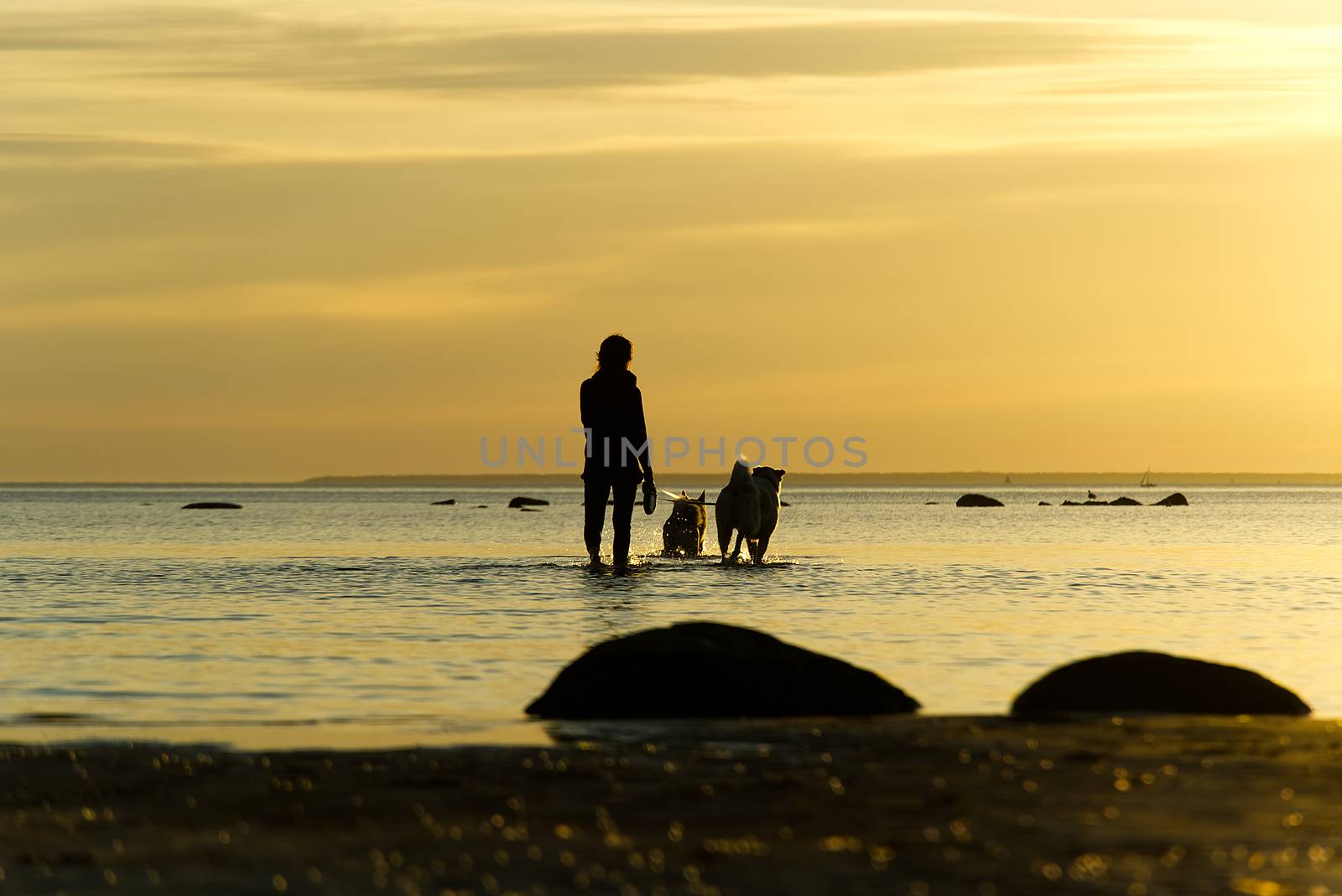 dog walks in the baltic sea at sunset. beautiful summer sunset at sea. by PhotoTime