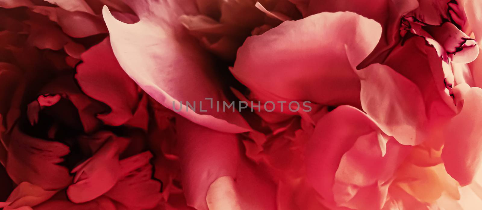 Red peony flower as abstract floral background for holiday branding by Anneleven