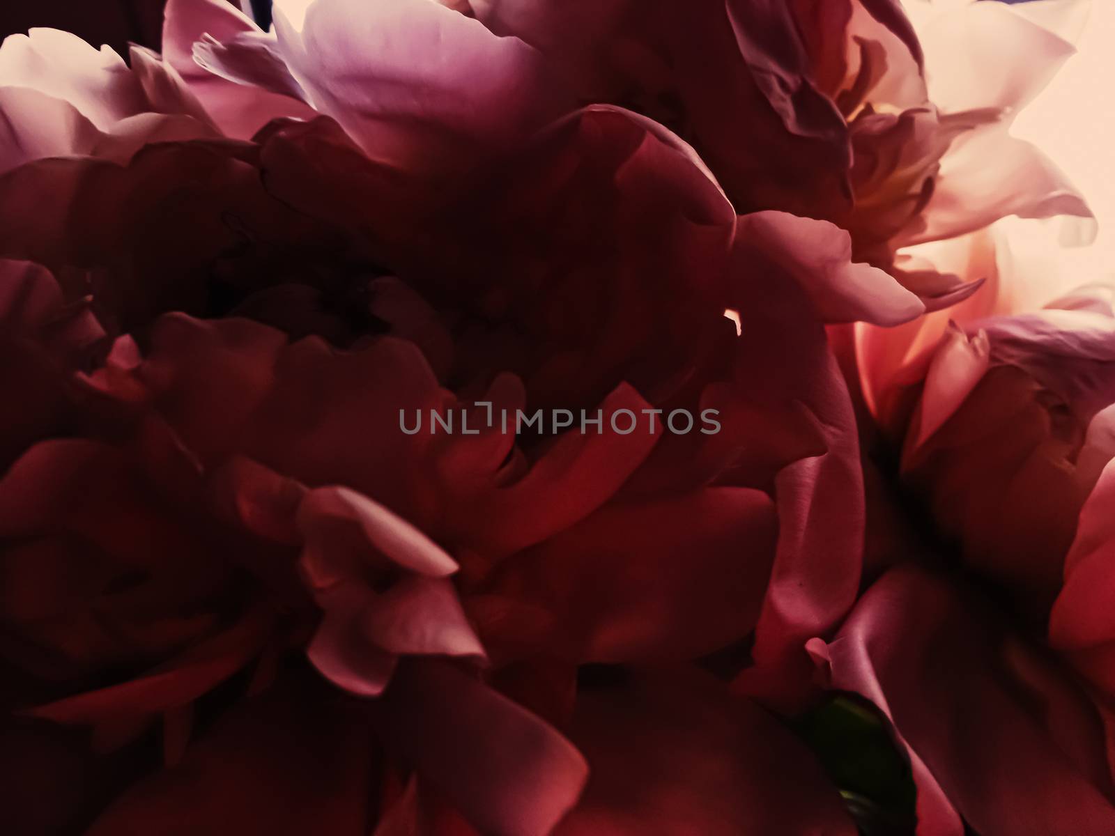 Red peony flower as abstract floral background for holiday branding by Anneleven