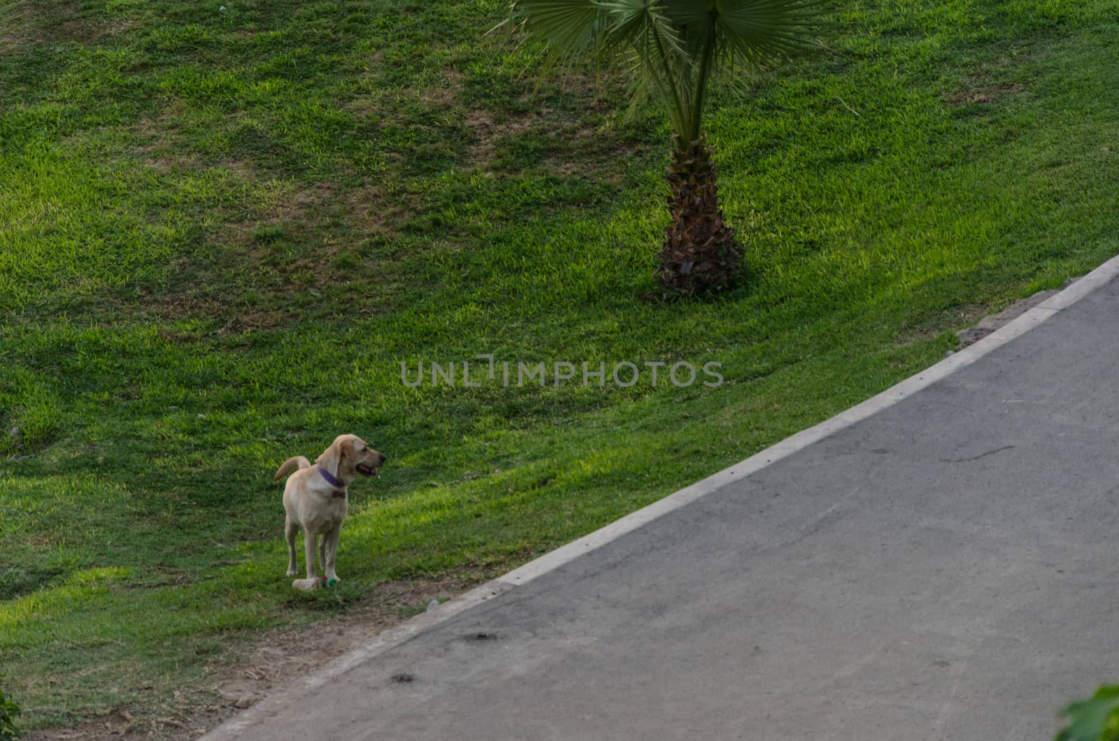 Dog in the park playing with a bottle