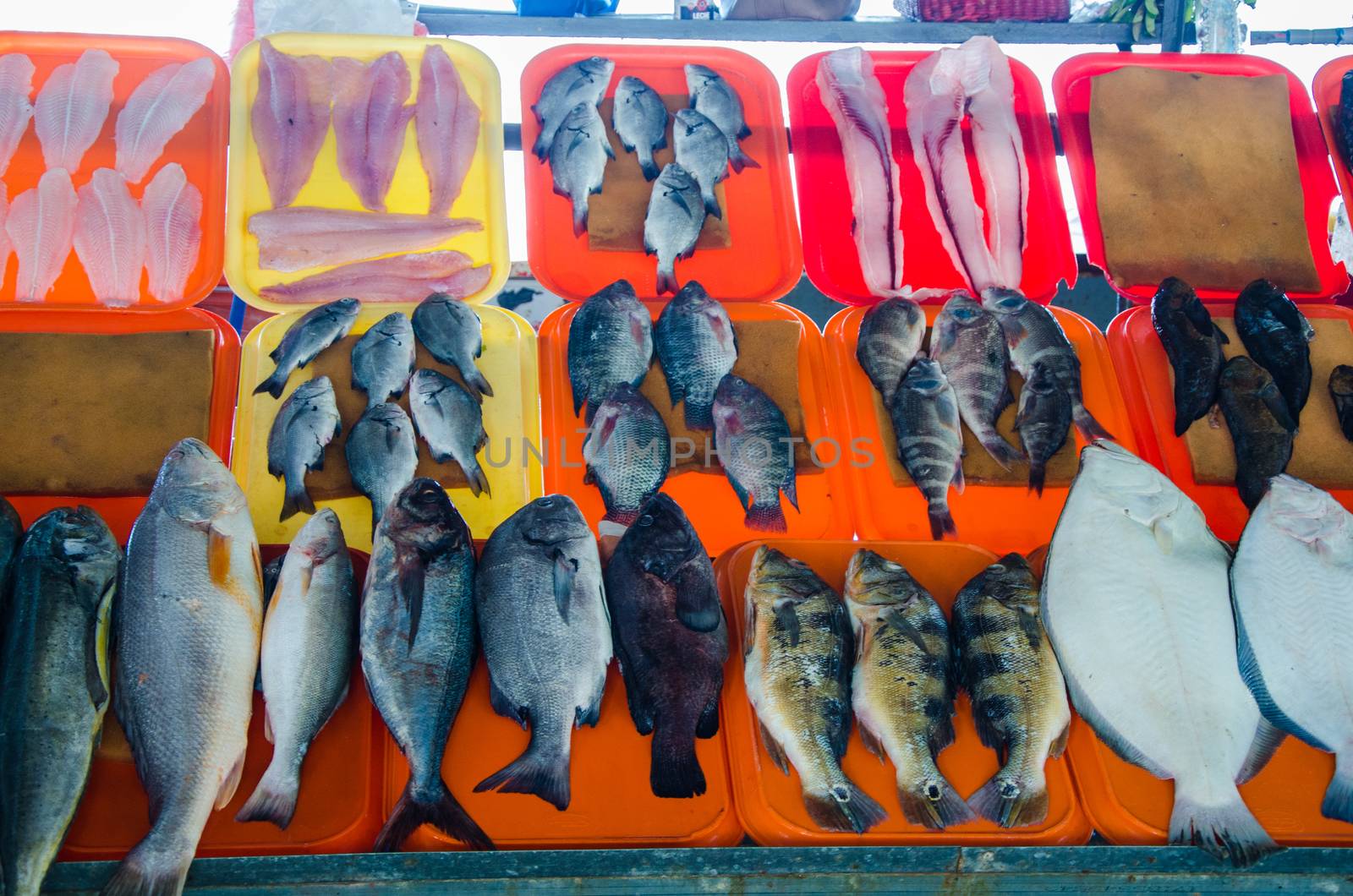 Variety of fish on the beach fishermen in Chorrillos, Lima - Peru
