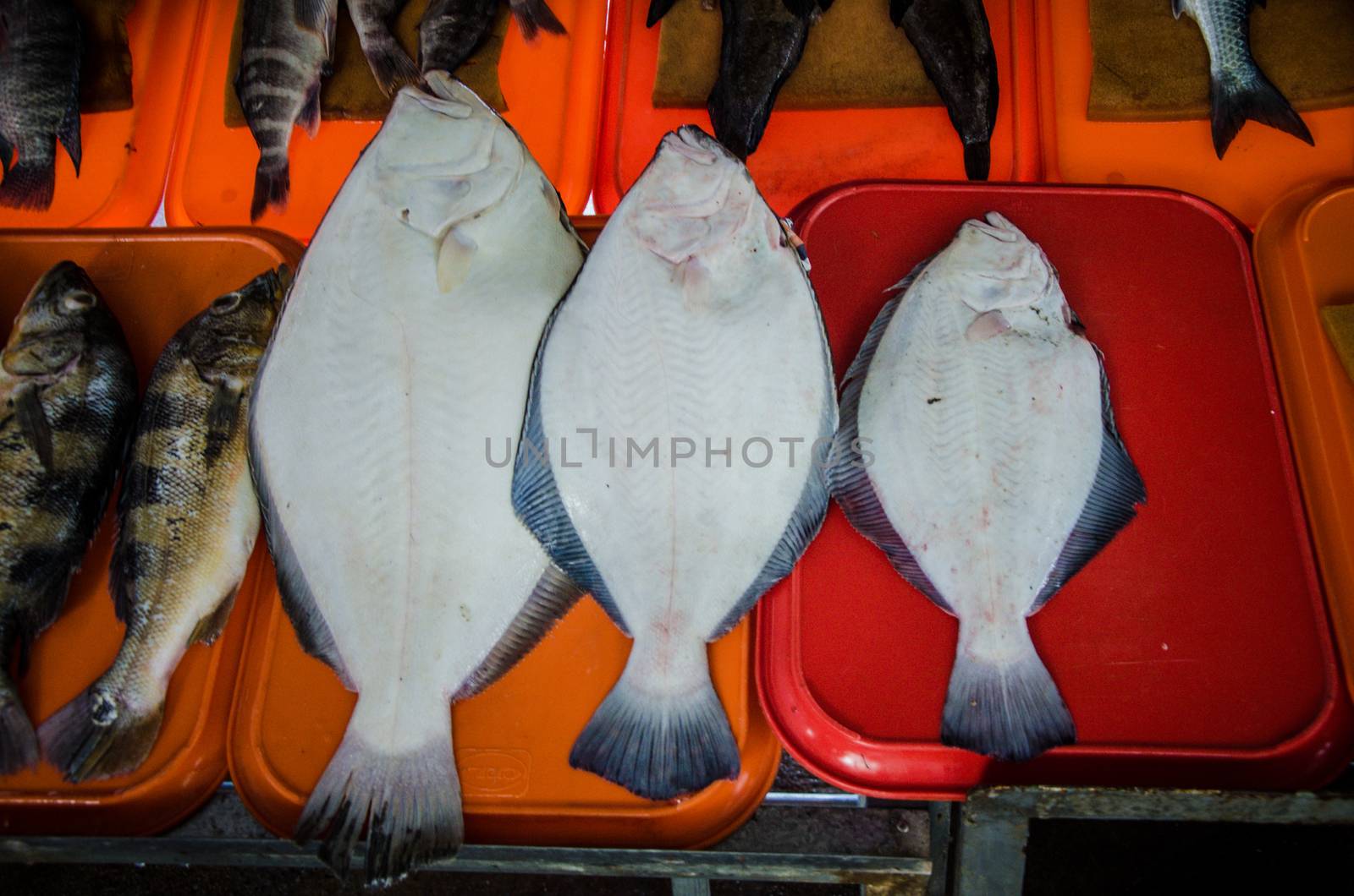 Variety of fish on the beach fishermen in Chorrillos, Lima - Peru
