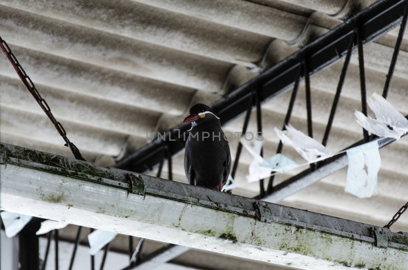 Seagull standing on a piece of metal