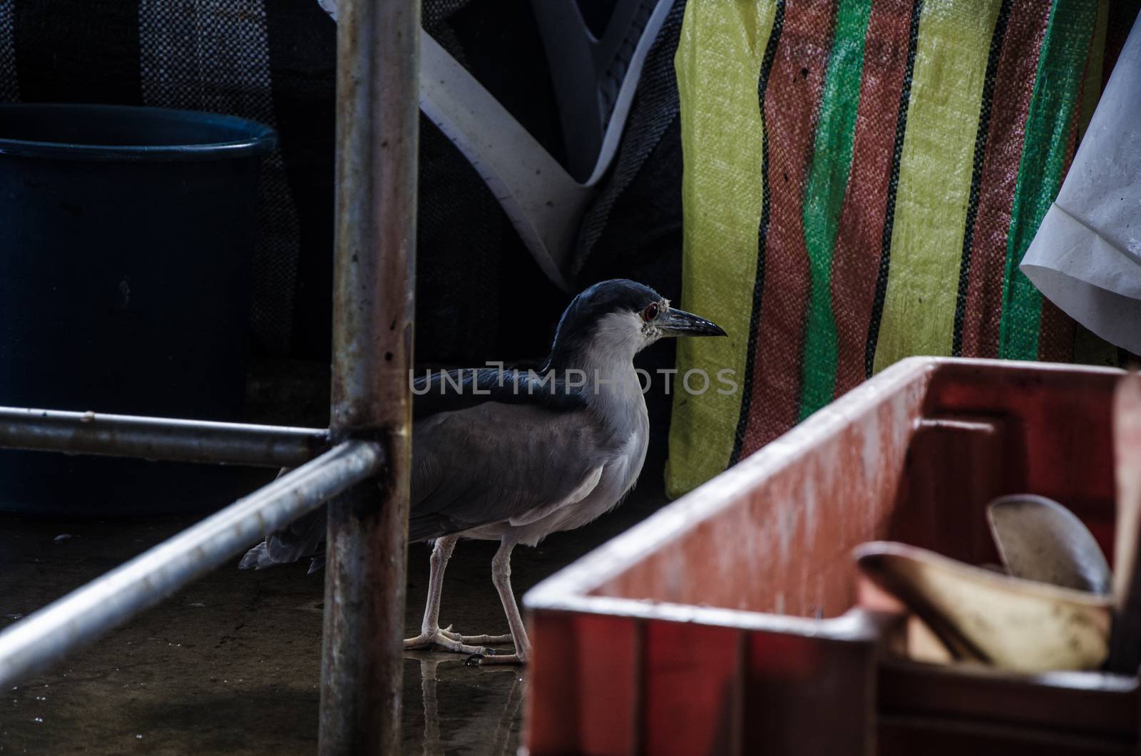 Seagull hiding looking for some food in the market