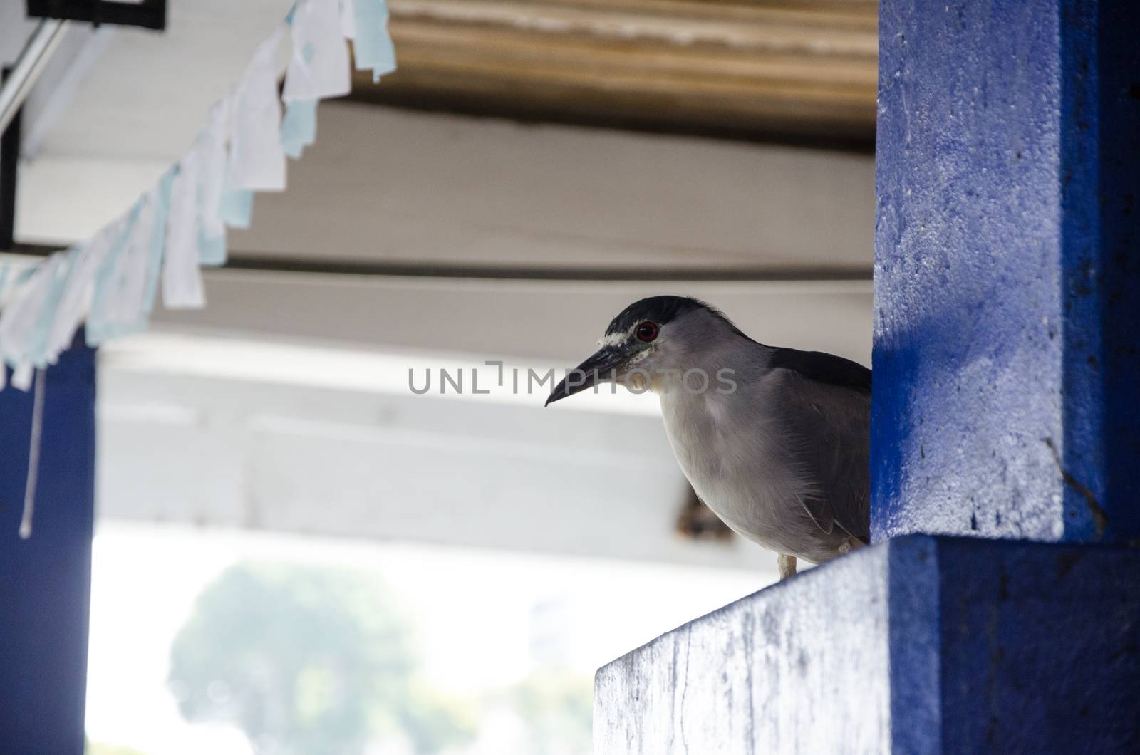 A small seagull looking cautiously at the lens of my camera in the market