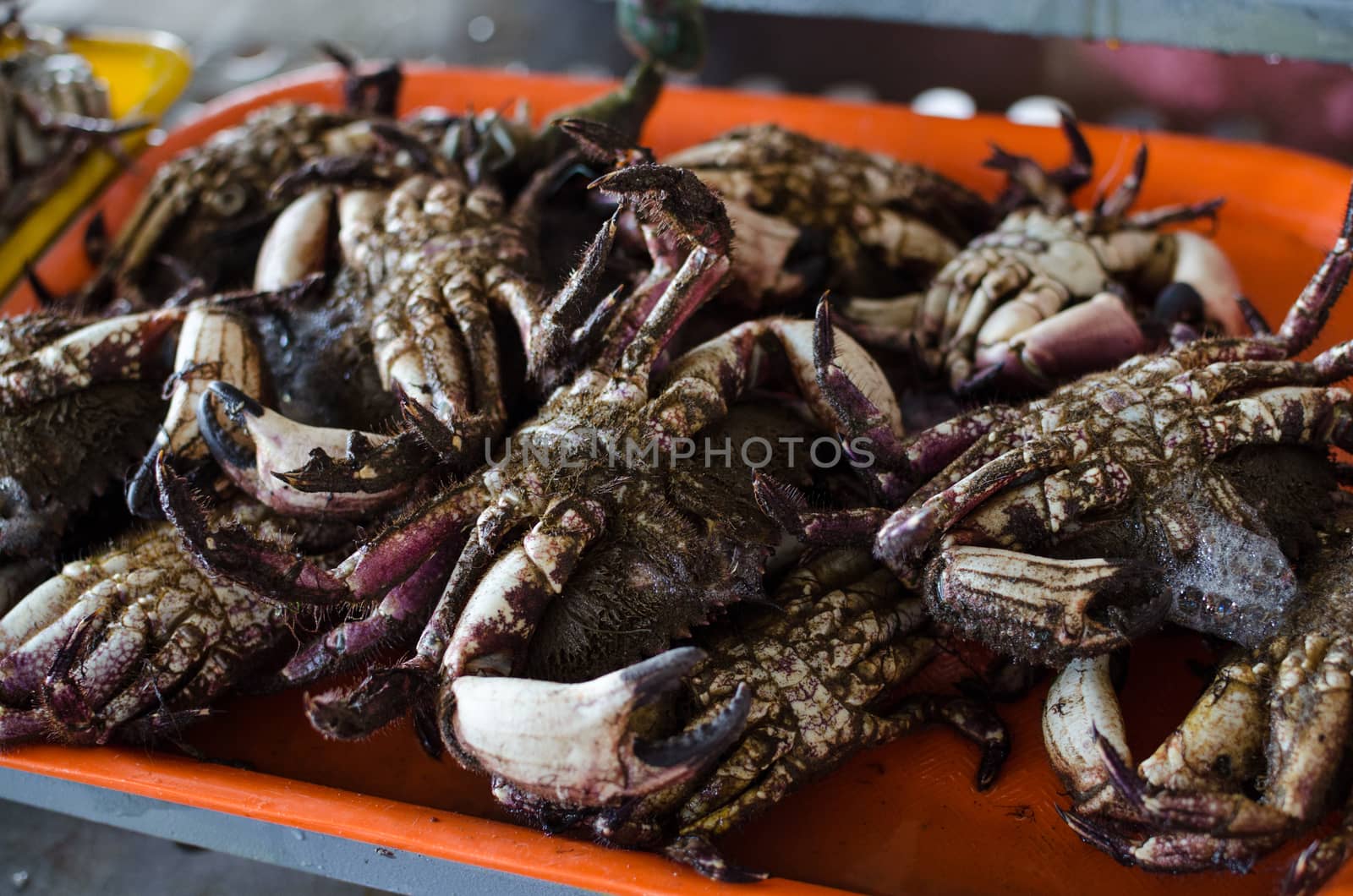 Freshly extracted sea crabs ready for sale in the market