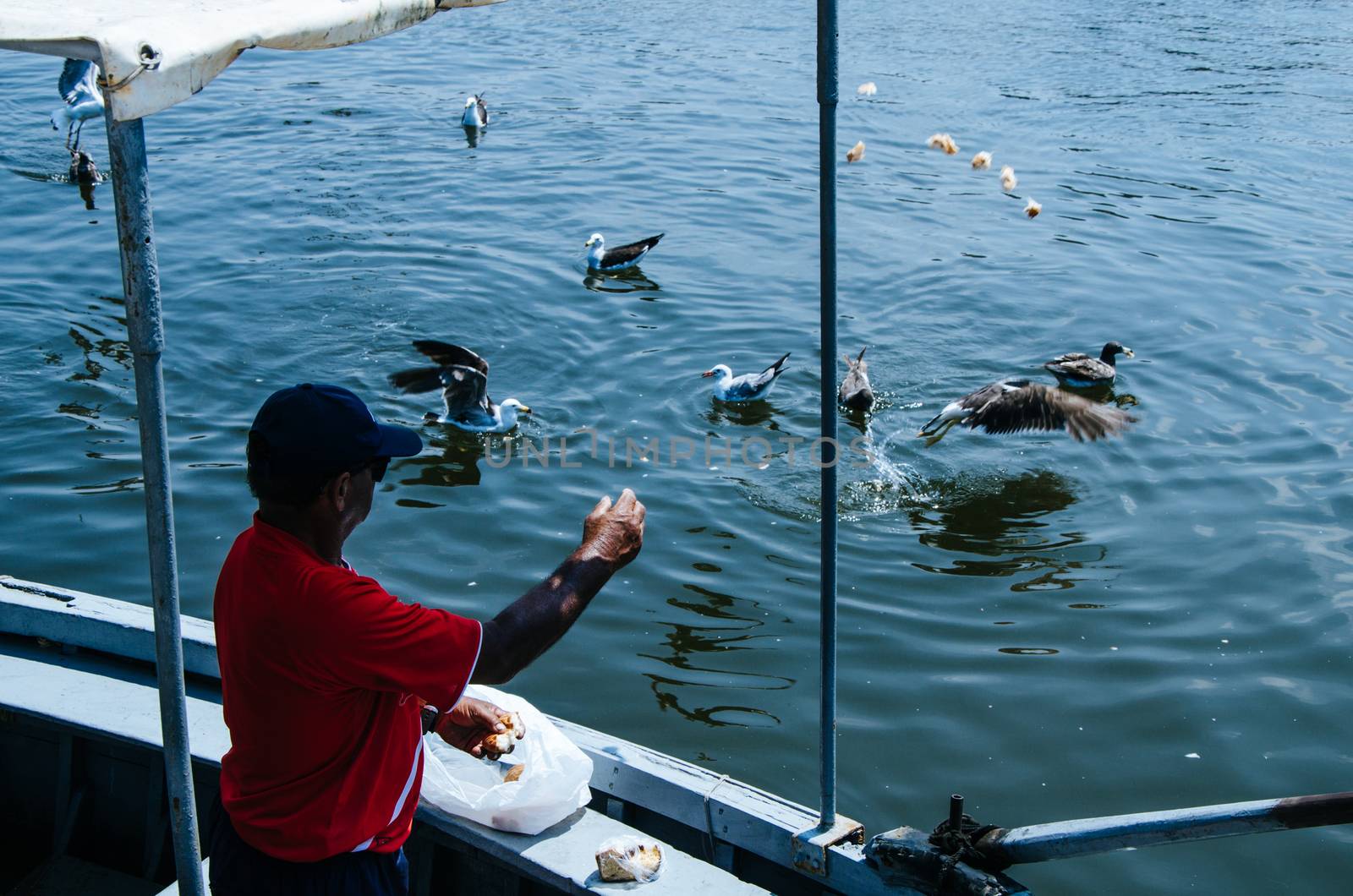 Boatman throwing some food to the seagulls