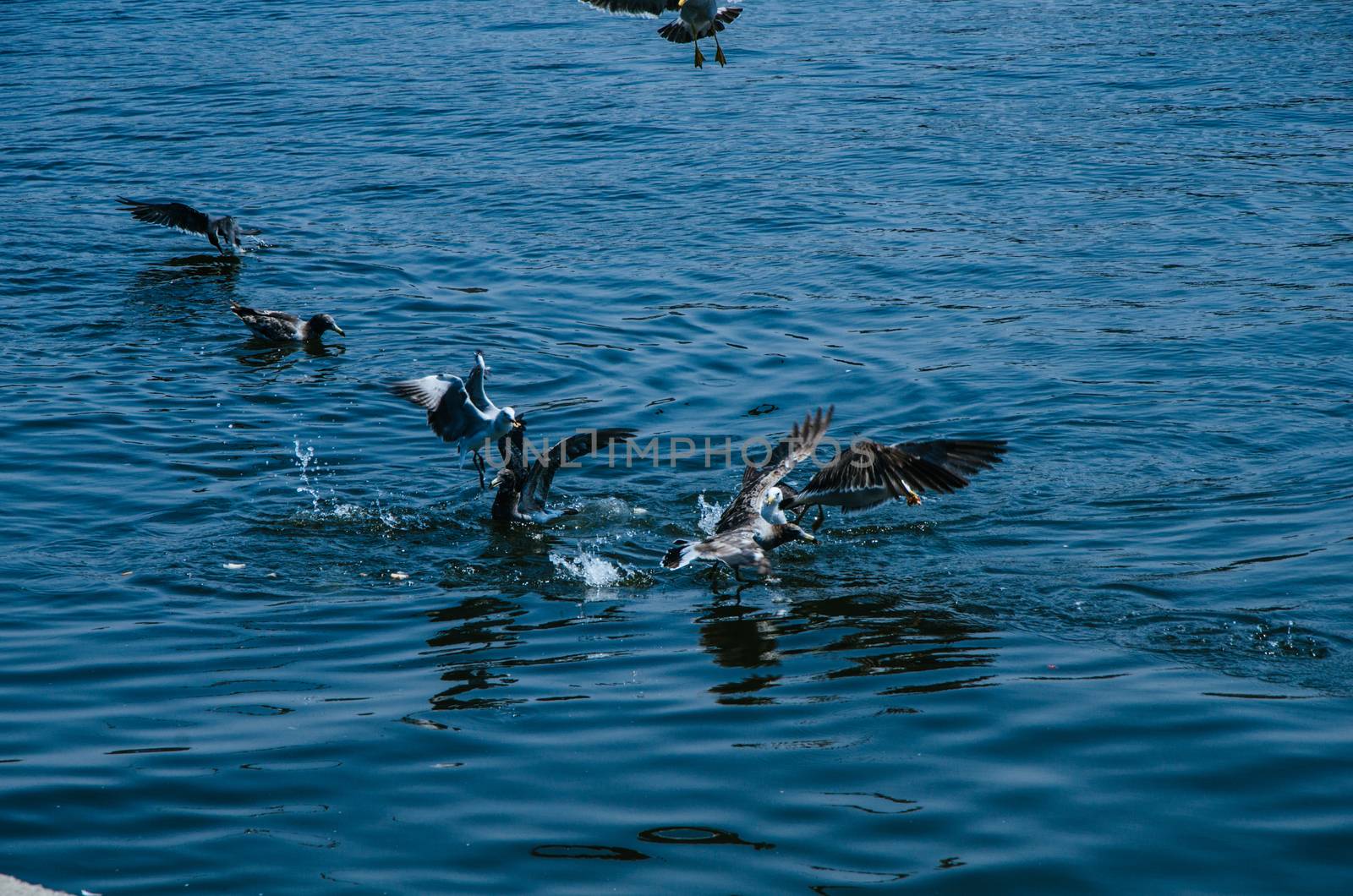 Seagulls playing on the sea of Chorrillos, Lima - Peru