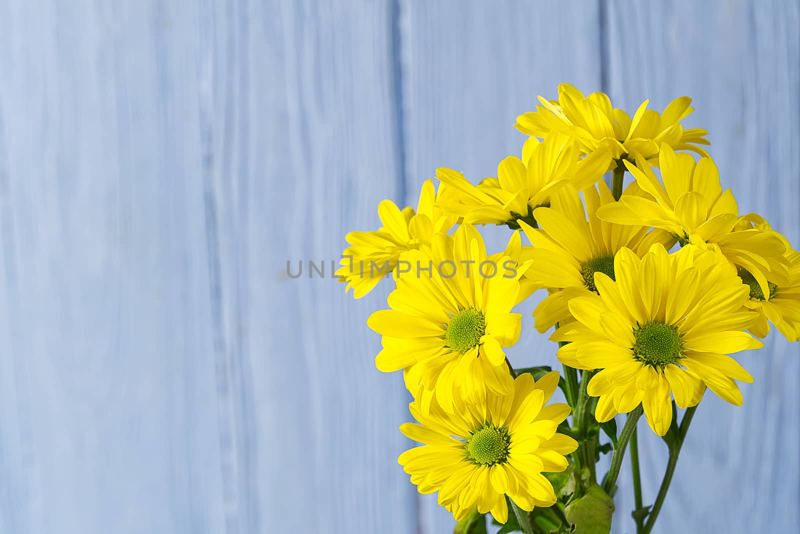 Beautiful fresh yellow chrysanthemum on blue wooden background, close-up shot, yellow daisies flowers