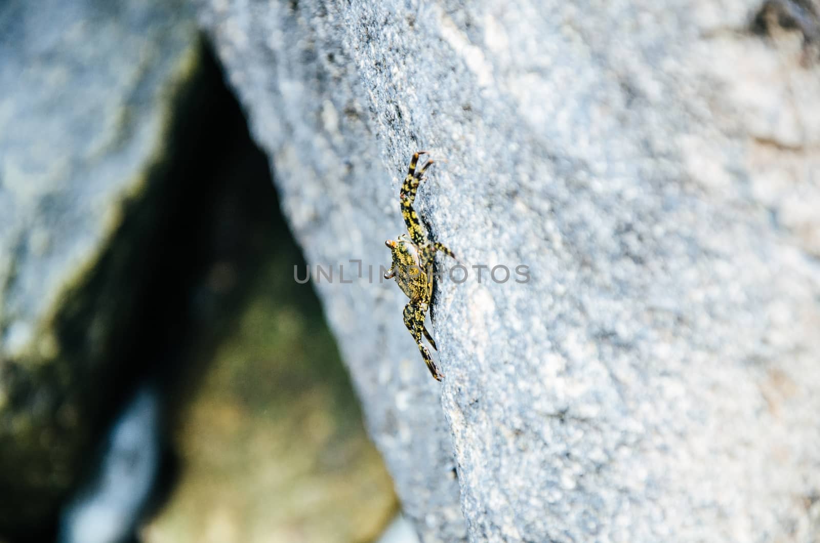 Crab on a rock in the sea