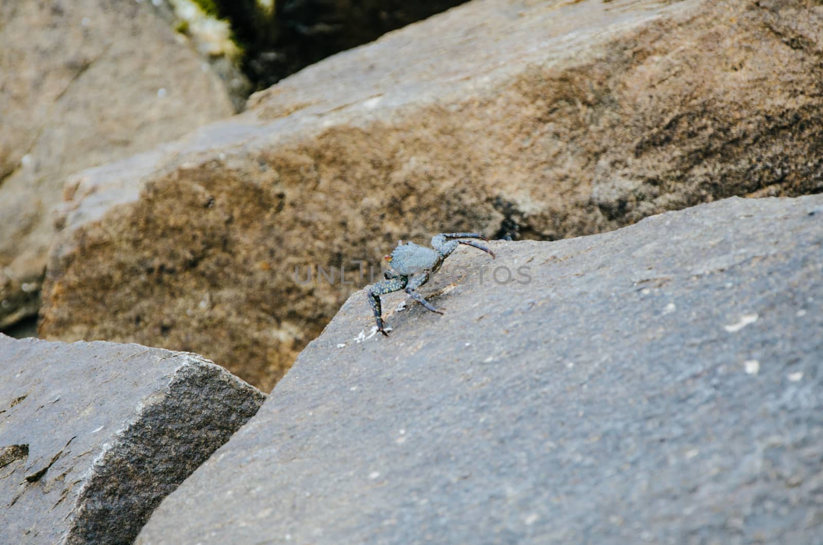 Crab on a rock in the sea