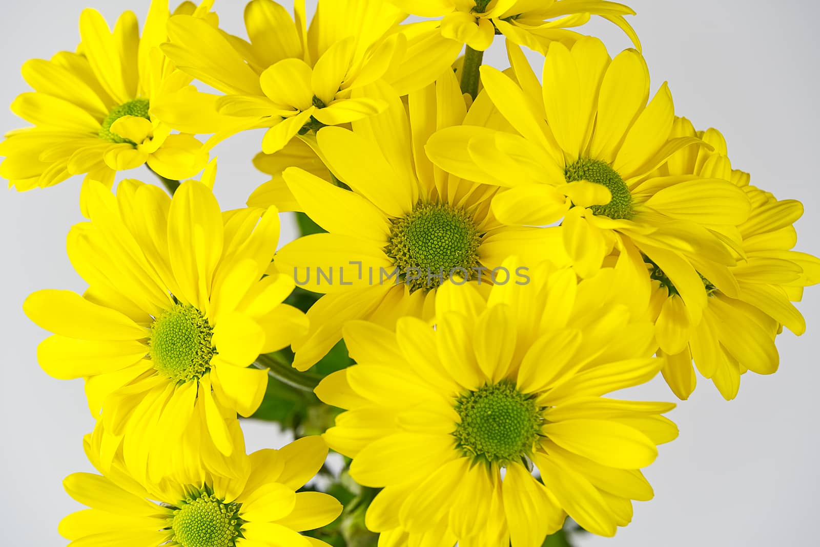 Beautiful fresh yellow chrysanthemum, close-up shot, yellow daisies flowers, selective focus