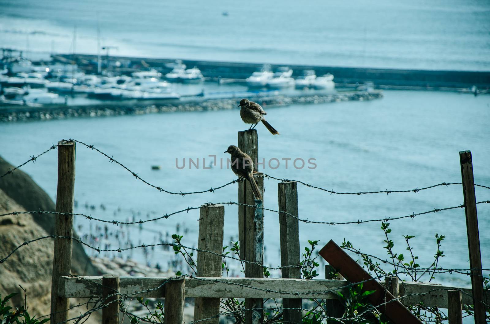Two birds on a wood facing the sea