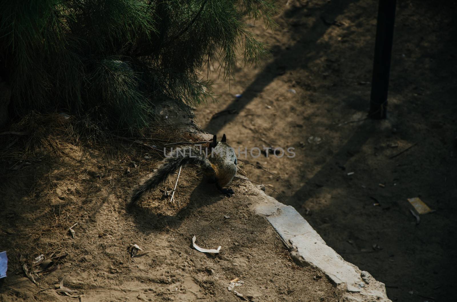 Squirrel running through different parts of the park