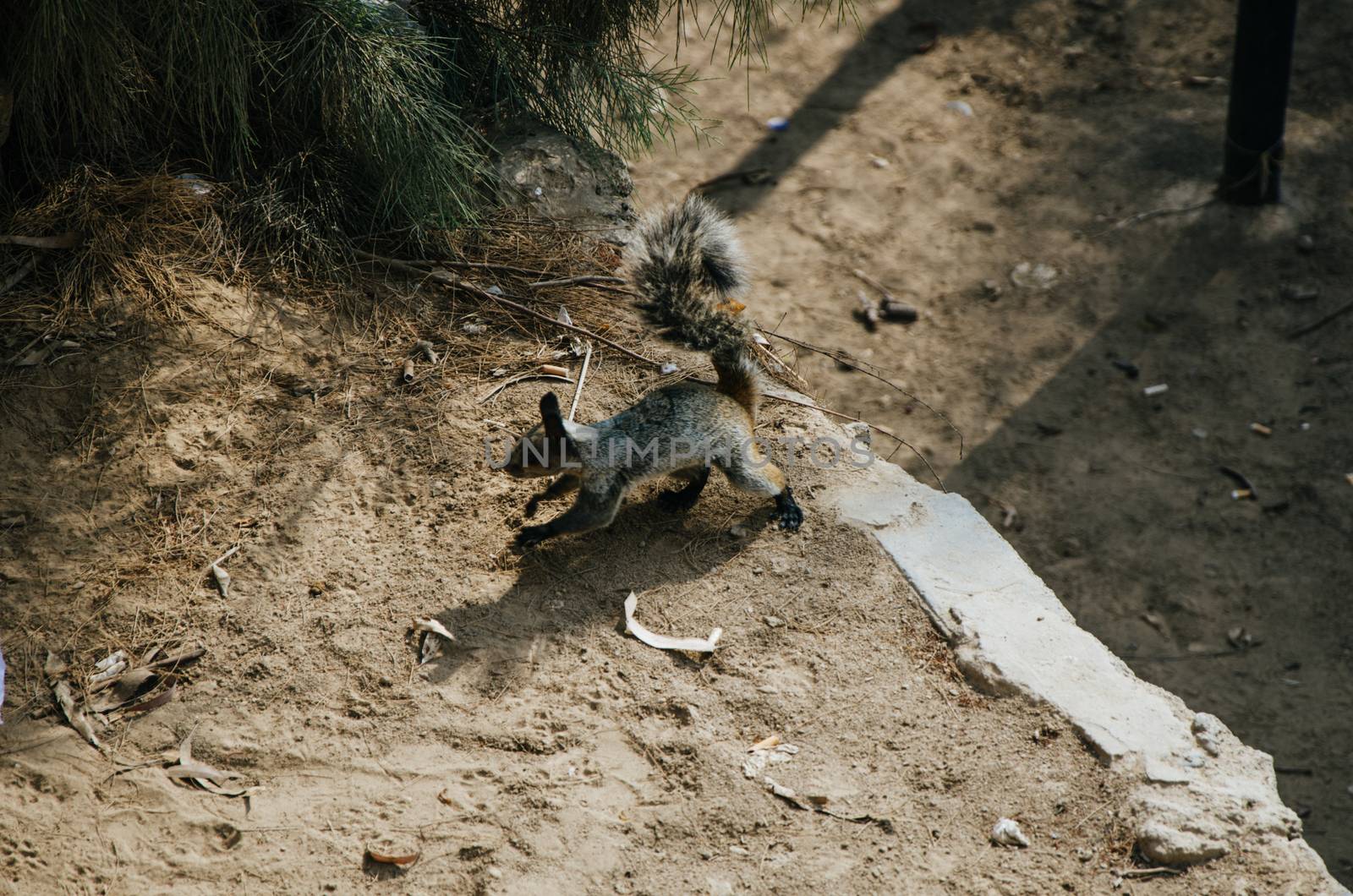 Squirrel running through different parts of the park