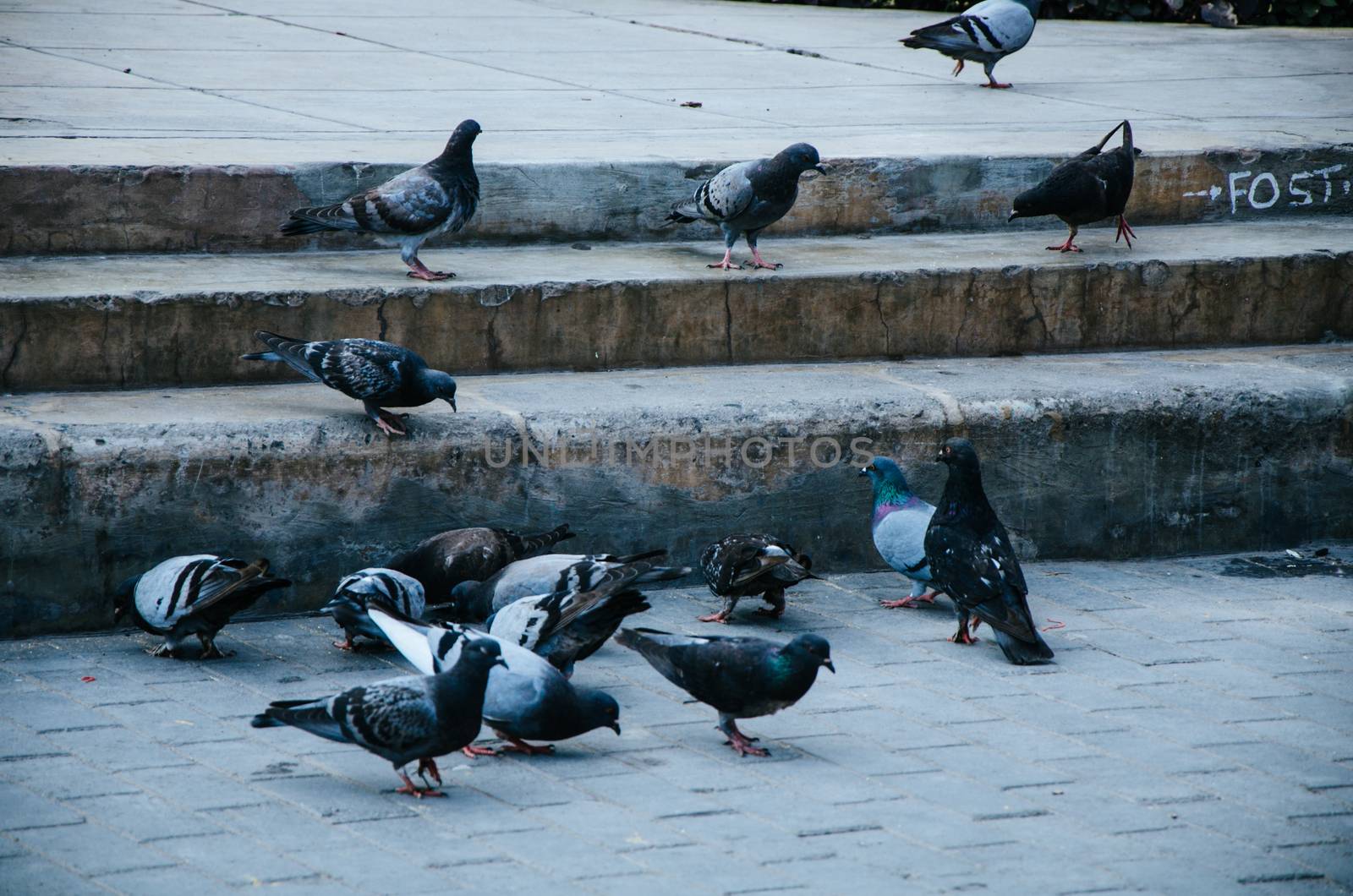 Doves on the pavement of one of the streets of Barranco, Lima - Peru