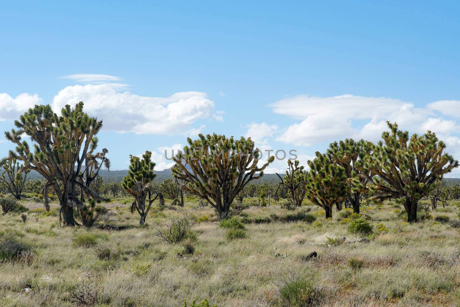 Joshua Tree National Park. American desert national park in southeastern California. Yucca brevifolia, Joshua Tree is a plant species belonging to the genus Yucca.