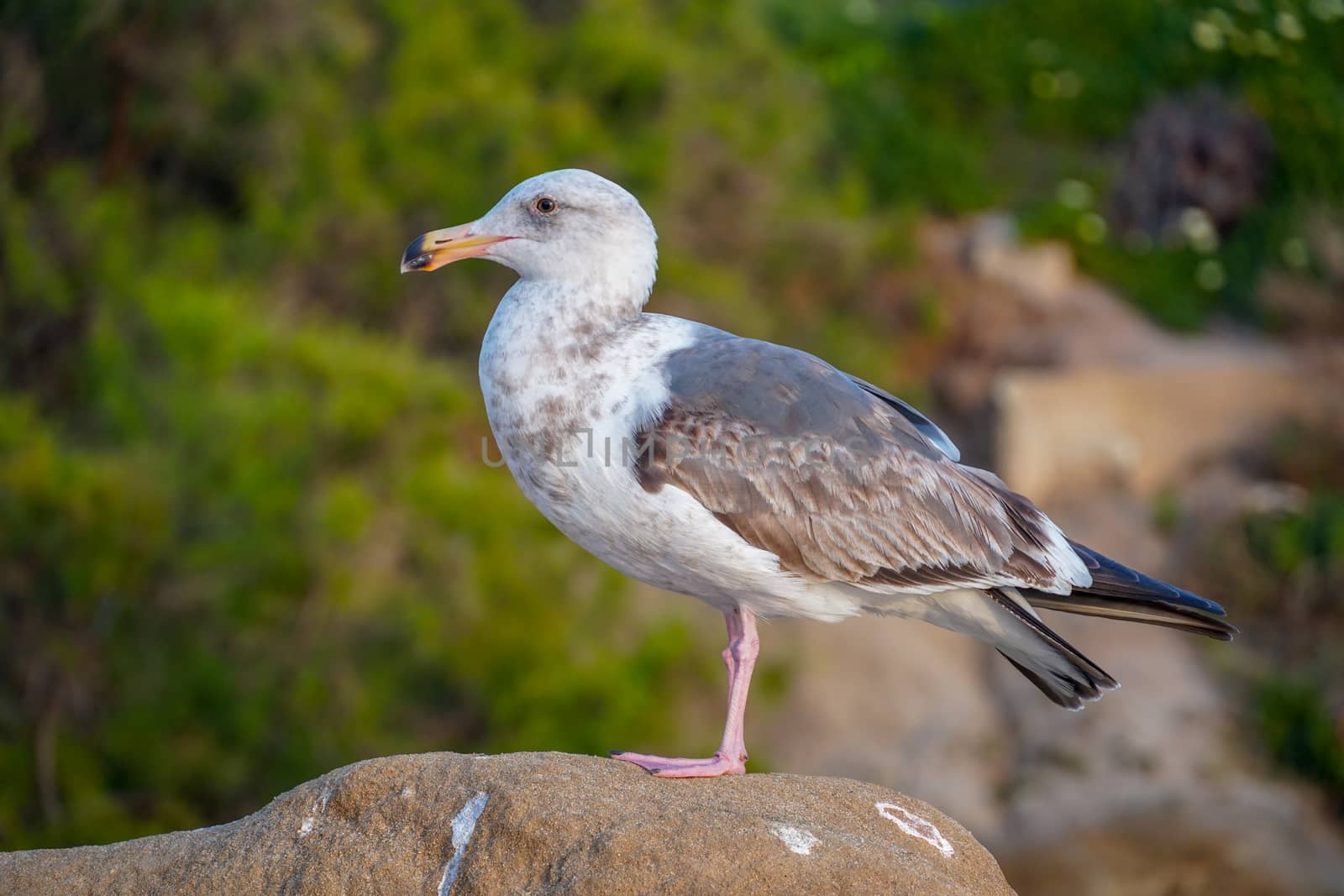 Seagulls on a rock at beach before sunset time. California, San Diego, La Jolla.