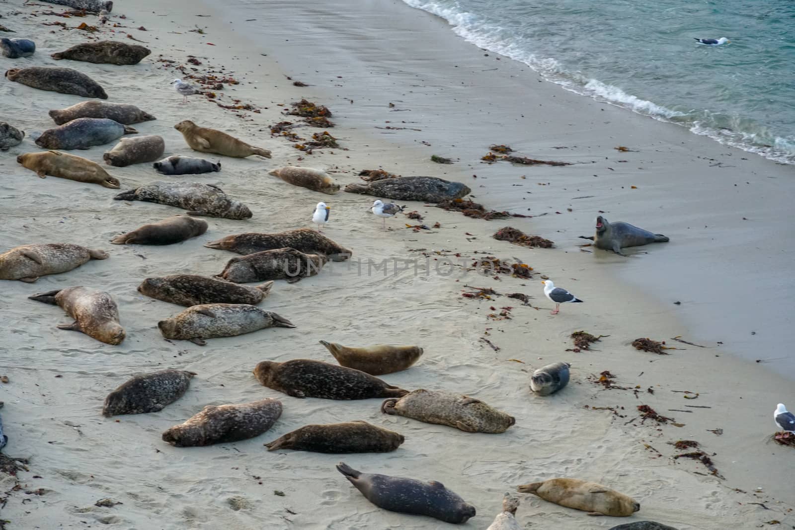 Sea lions and seals napping on a cove under the sun at La Jolla, San Diego, California. The beach is closed from December 15 to May 15 because it has become a favorite breeding ground for seals.