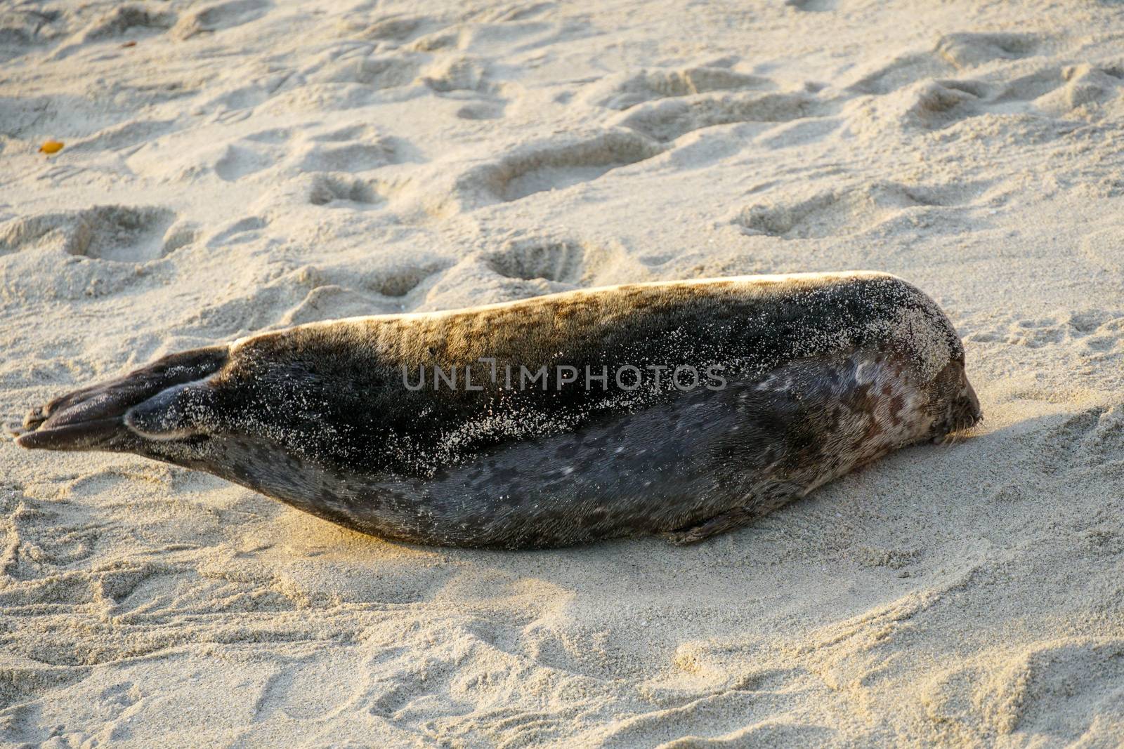 Sea lions and seals napping on a cove under the sun at La Jolla, San Diego, California. The beach is closed from December 15 to May 15 because it has become a favorite breeding ground for seals.