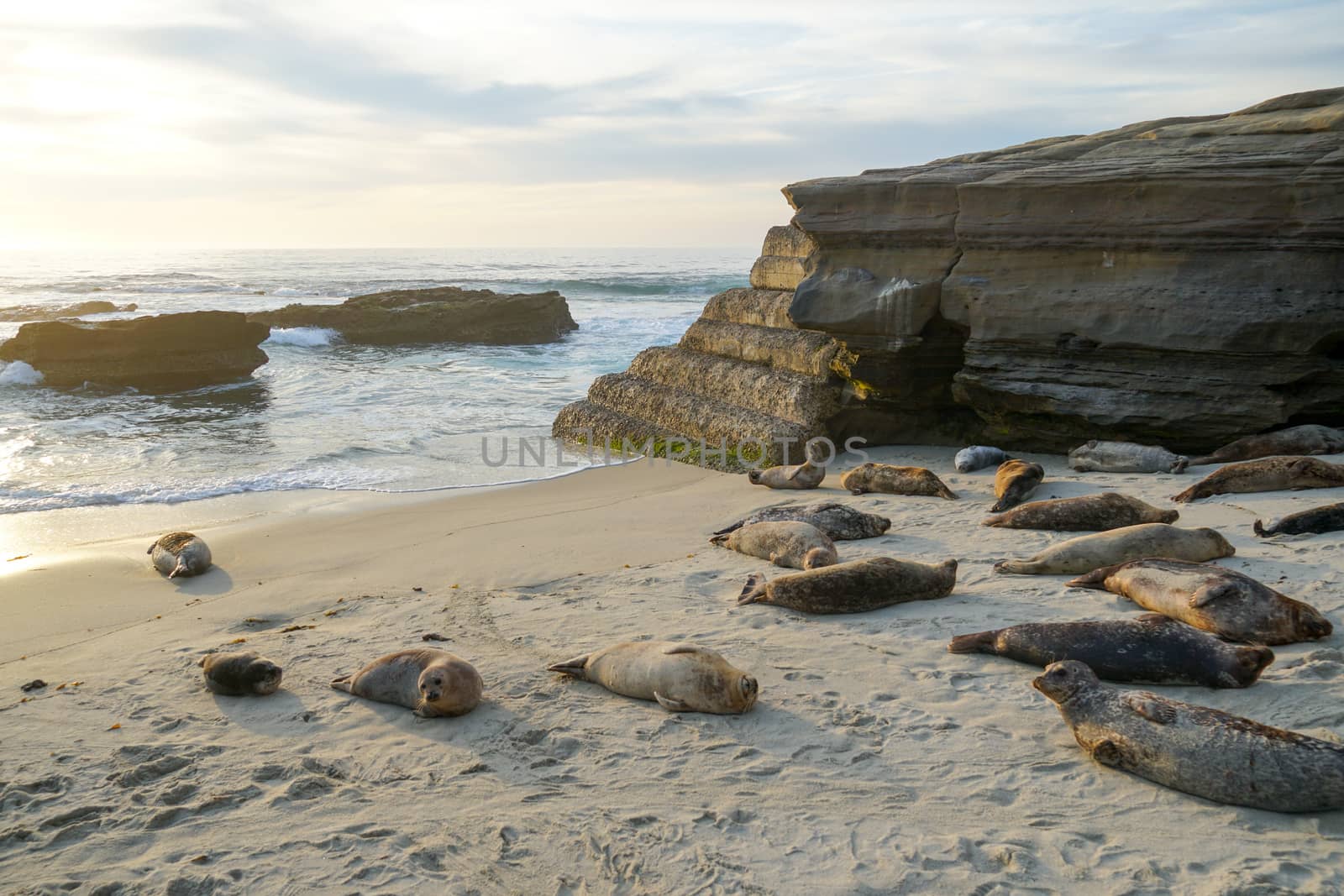 Sea lions and seals napping on a cove under the sun at La Jolla, San Diego, California. The beach is closed from December 15 to May 15 because it has become a favorite breeding ground for seals.