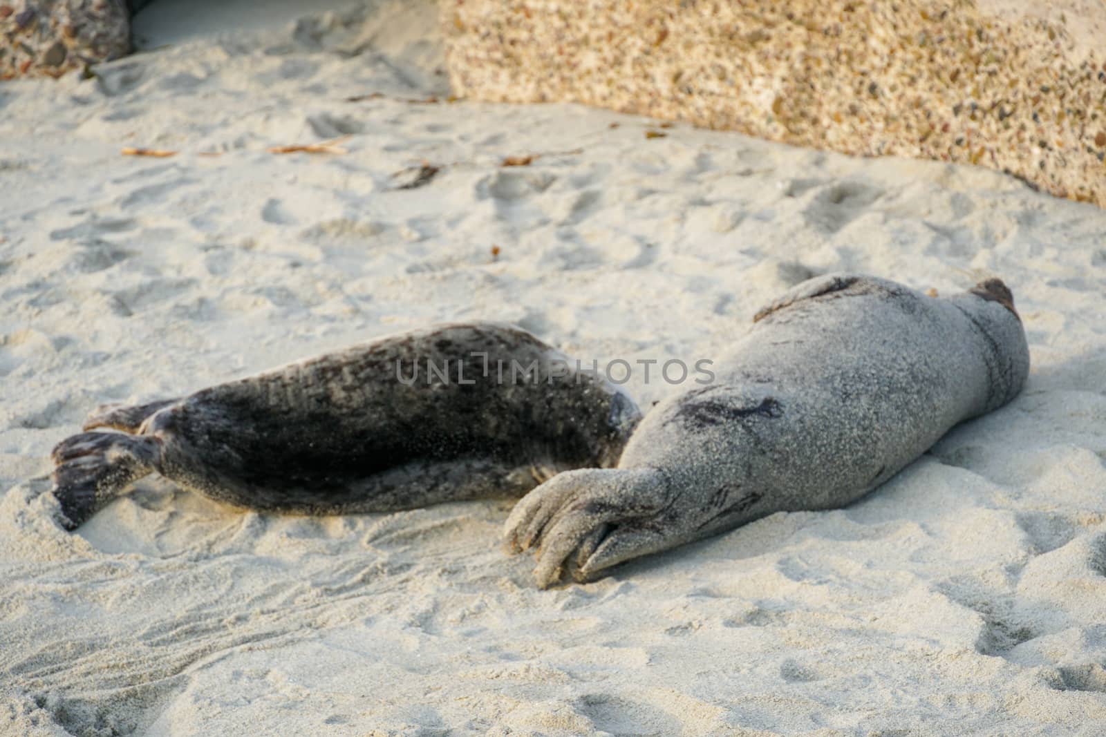 Sea lions and seals napping on a cove under the sun at La Jolla, San Diego, California. The beach is closed from December 15 to May 15 because it has become a favorite breeding ground for seals.