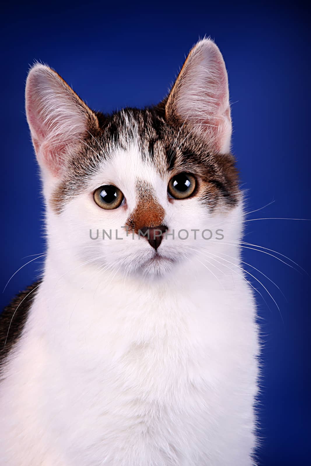 Portrait of a sad cat on a blue background by SuperJStus