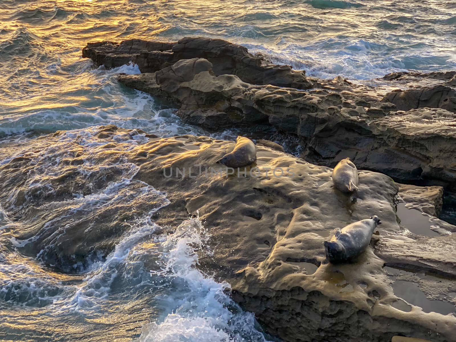 Sea lions and seals napping on a rock under the sun at La Jolla, San Diego, California. The beach is closed from December 15 to May 15 because it has become a favorite breeding ground for seals.