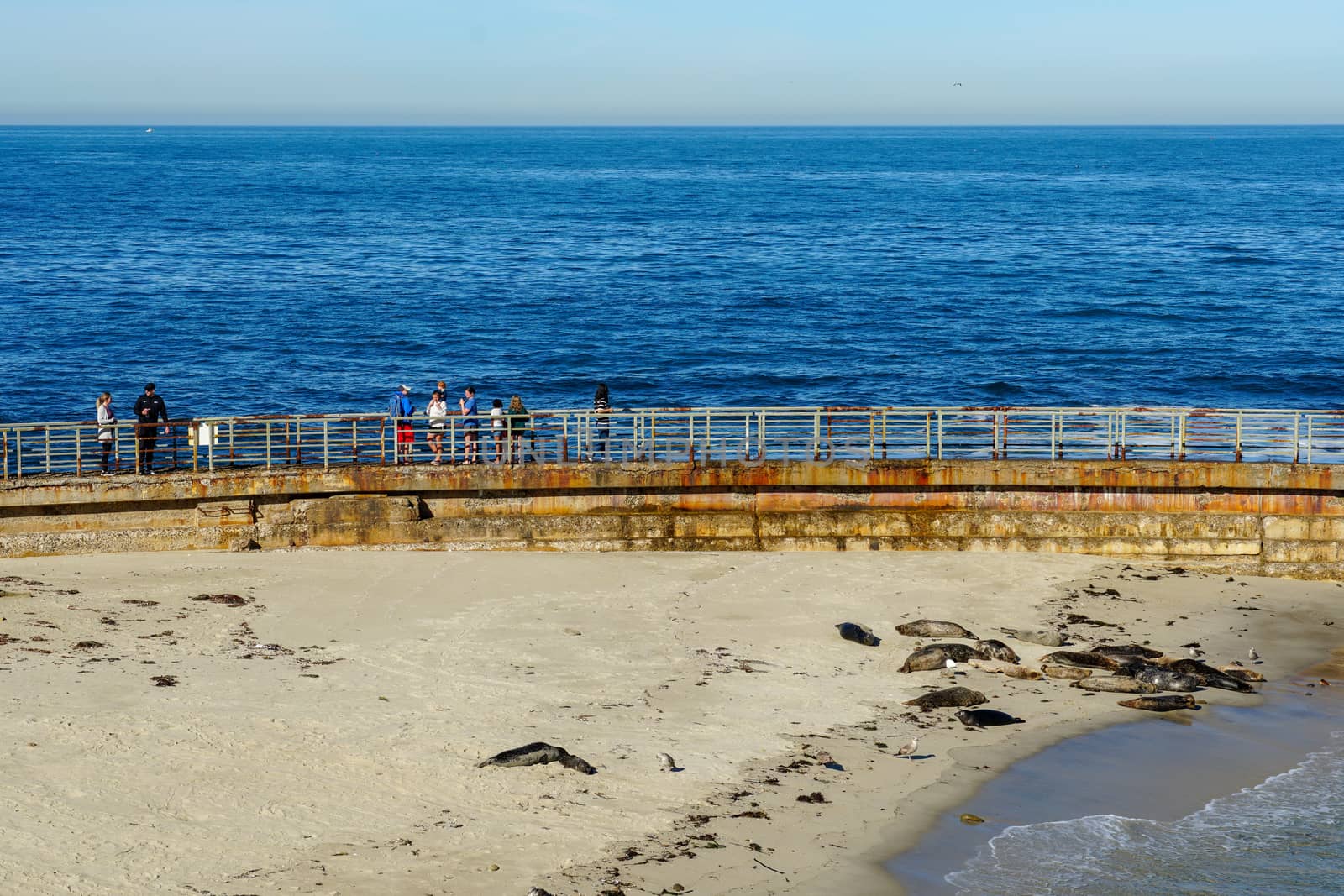 Sea lions and seals napping on a cove under the sun at La Jolla, San Diego, California. The beach is closed from December 15 to May 15 because it has become a favorite breeding ground for seals.