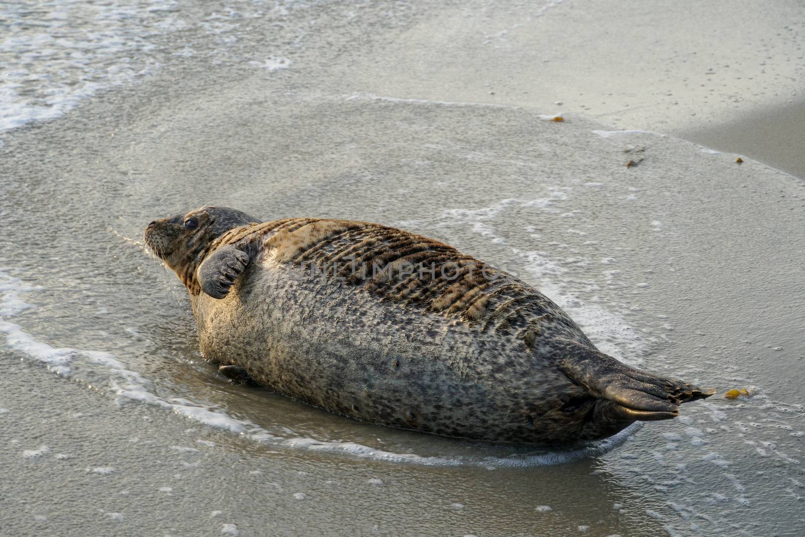 Sea lions and seals napping on a cove under the sun at La Jolla, San Diego, California. The beach is closed from December 15 to May 15 because it has become a favorite breeding ground for seals.