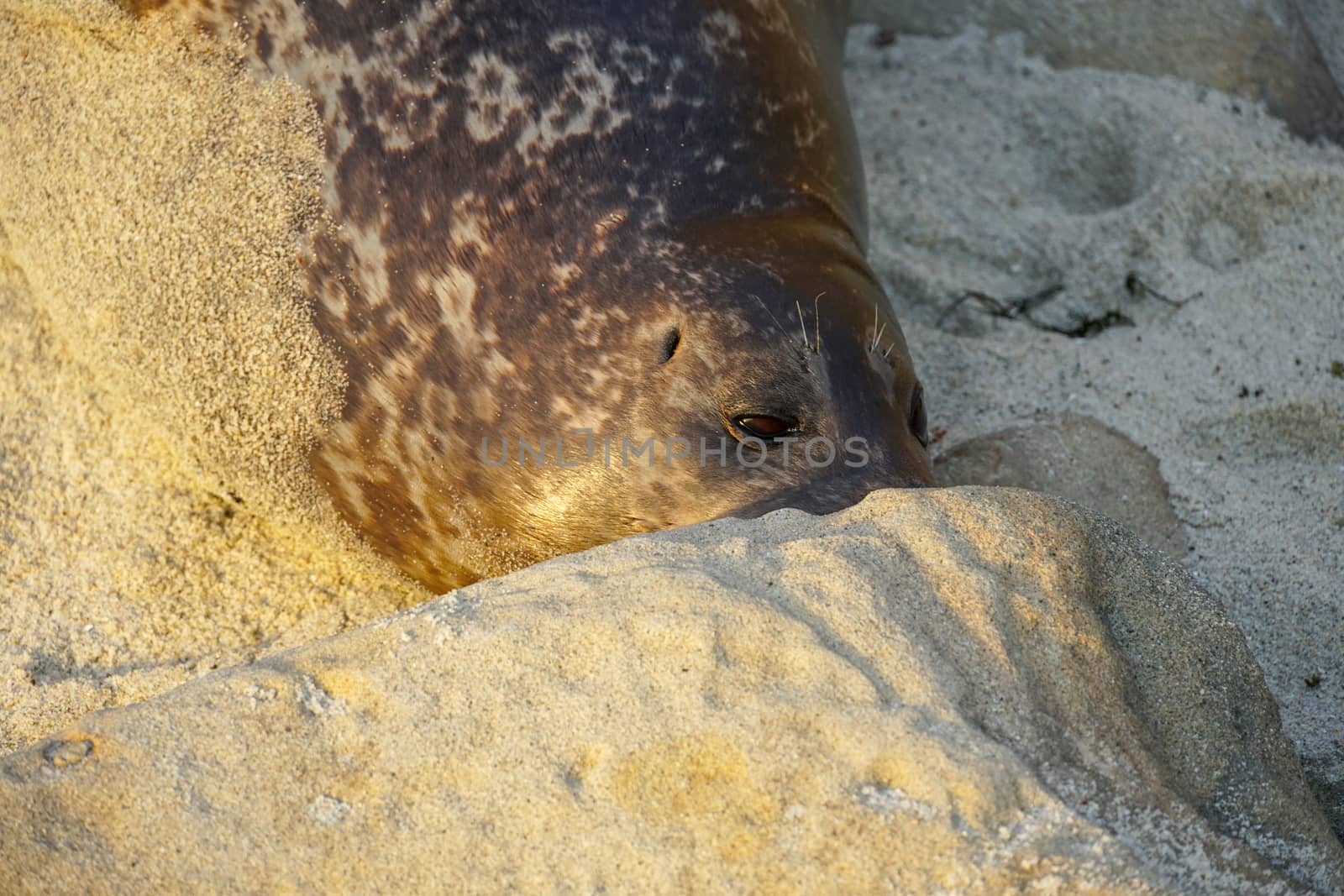 Sea lions and seals napping on a cove under the sun at La Jolla, San Diego, California. The beach is closed from December 15 to May 15 because it has become a favorite breeding ground for seals.