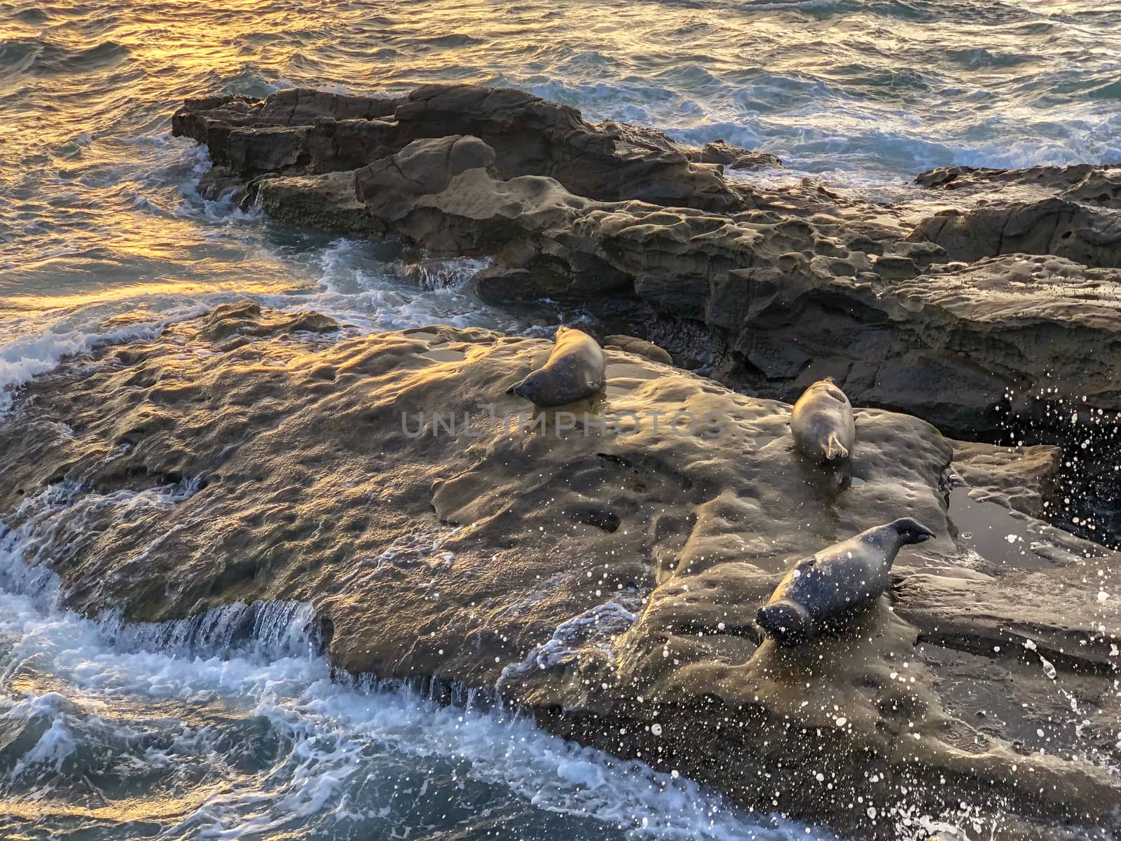 Sea lions and seals napping on a rock under the sun at La Jolla, San Diego, California. The beach is closed from December 15 to May 15 because it has become a favorite breeding ground for seals.